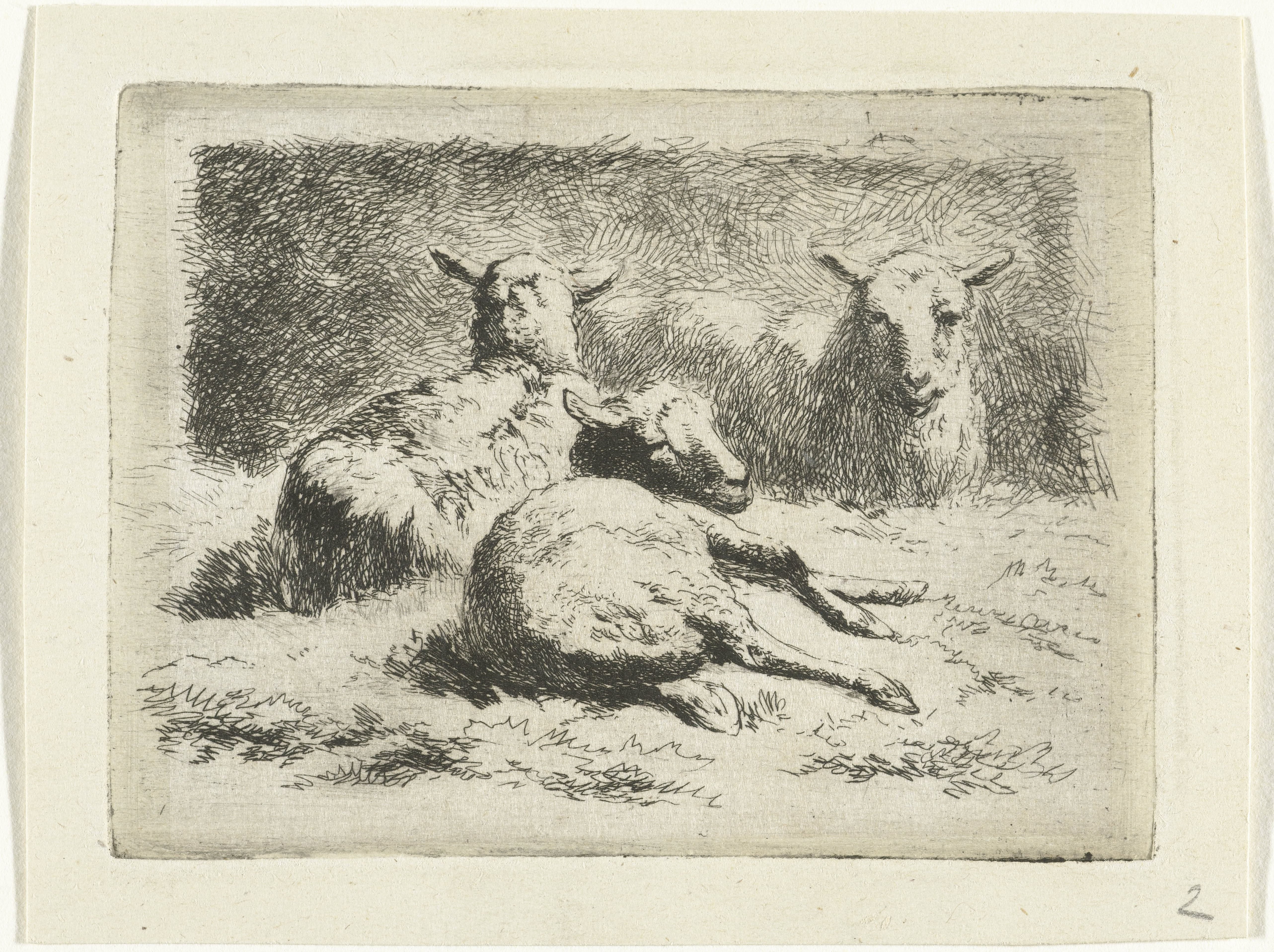 Drie liggende schapen
