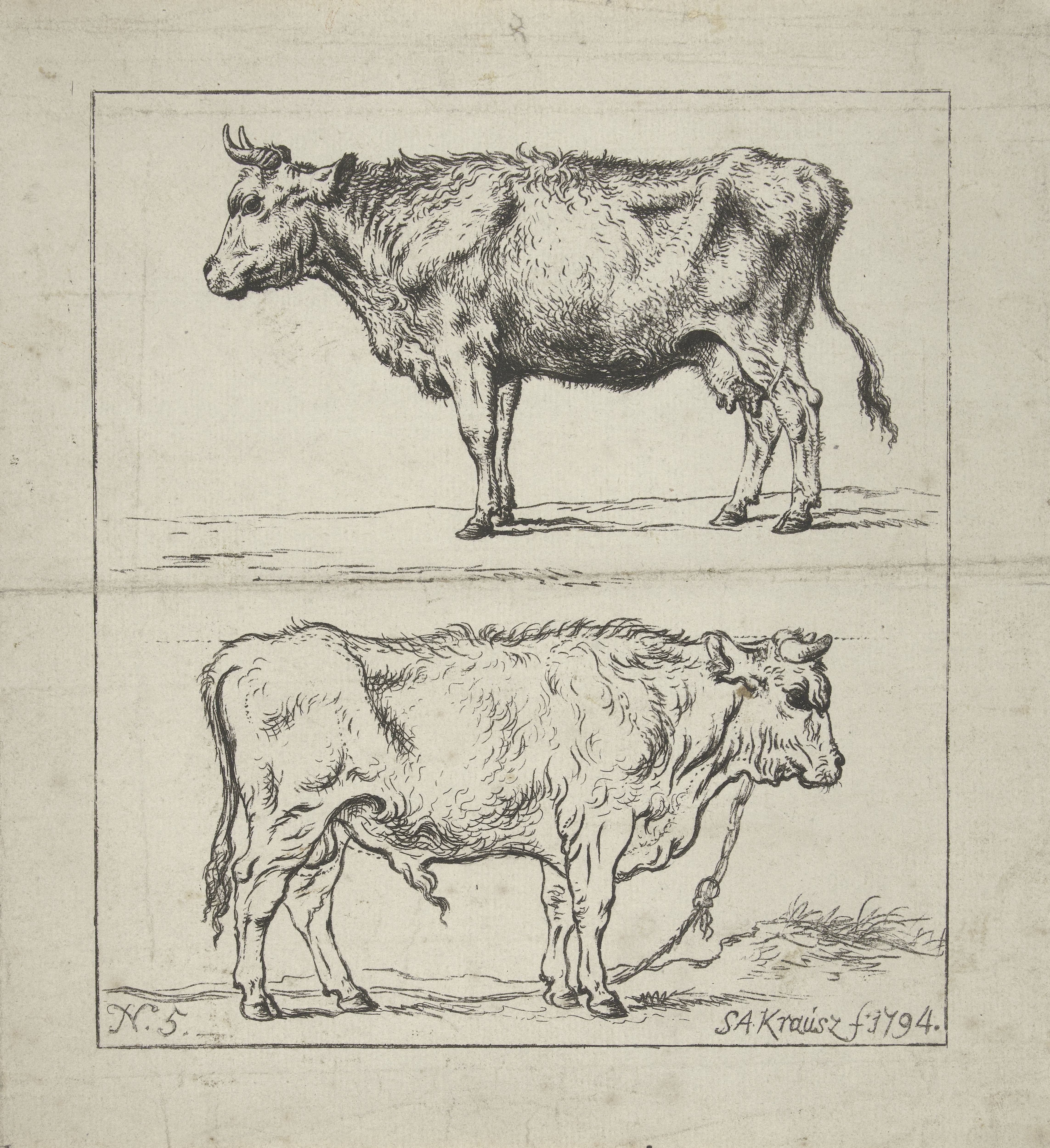 Studie van een koe en een stier
