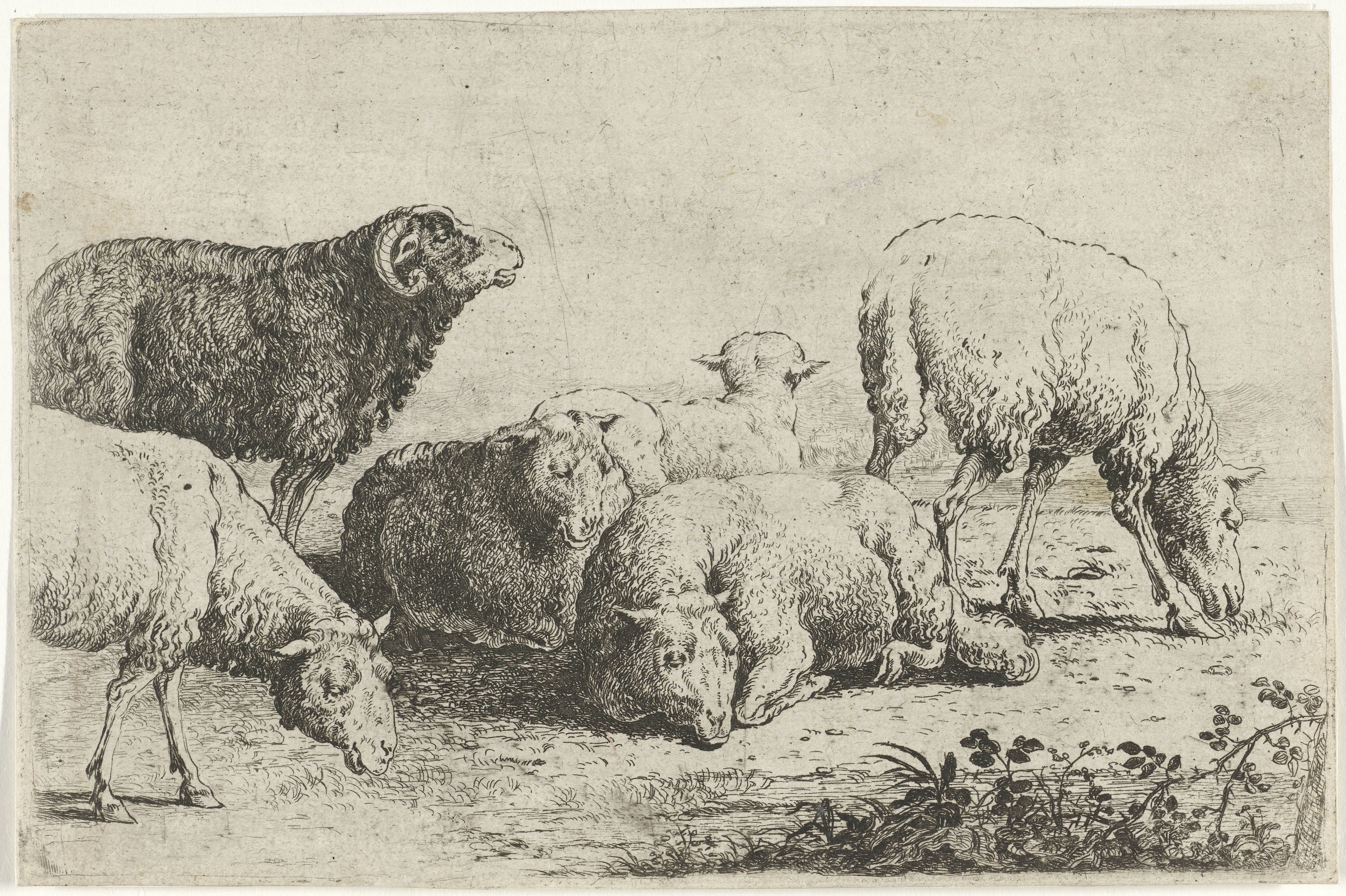 Schapen