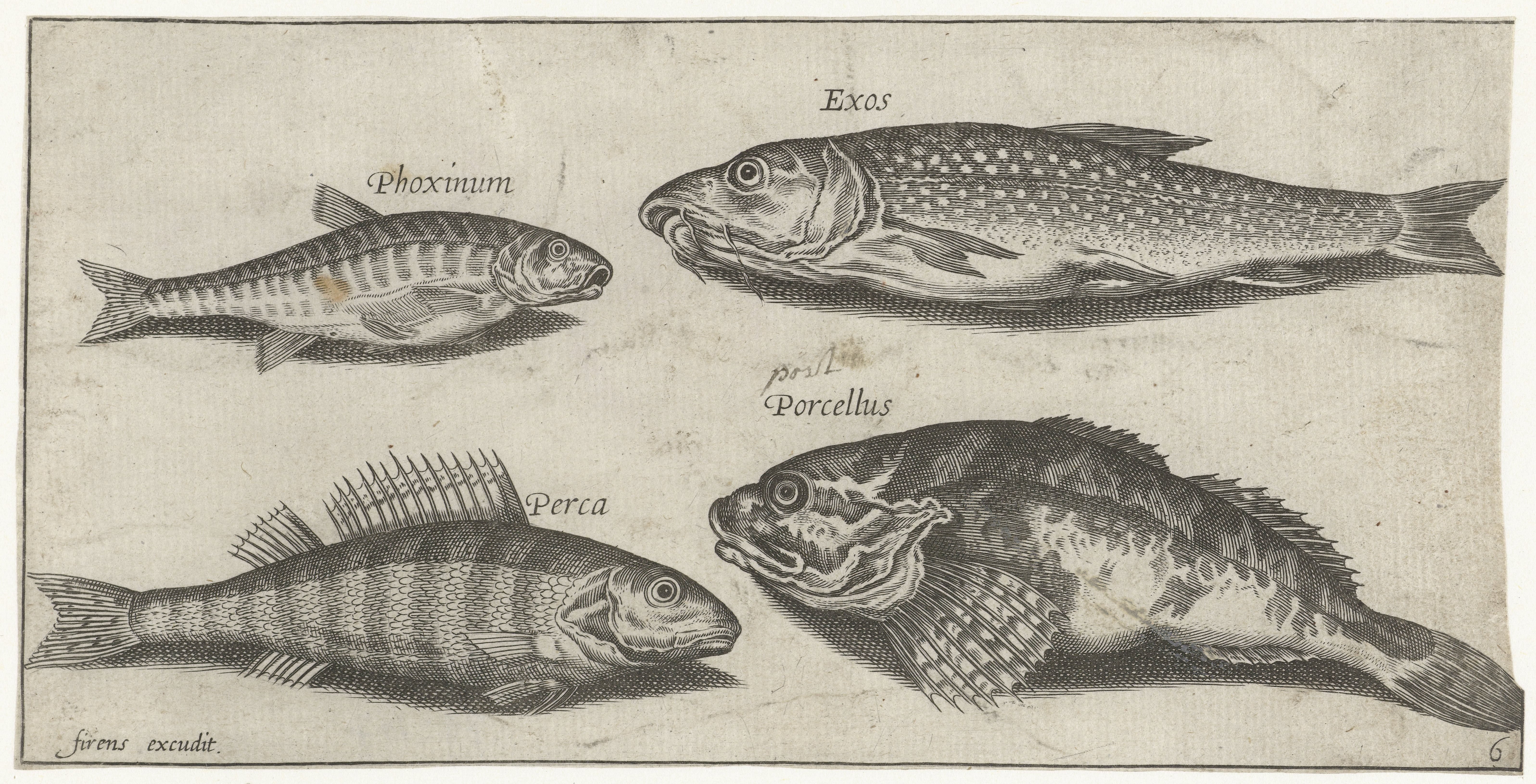 Karper, elrits, meerval en een baars