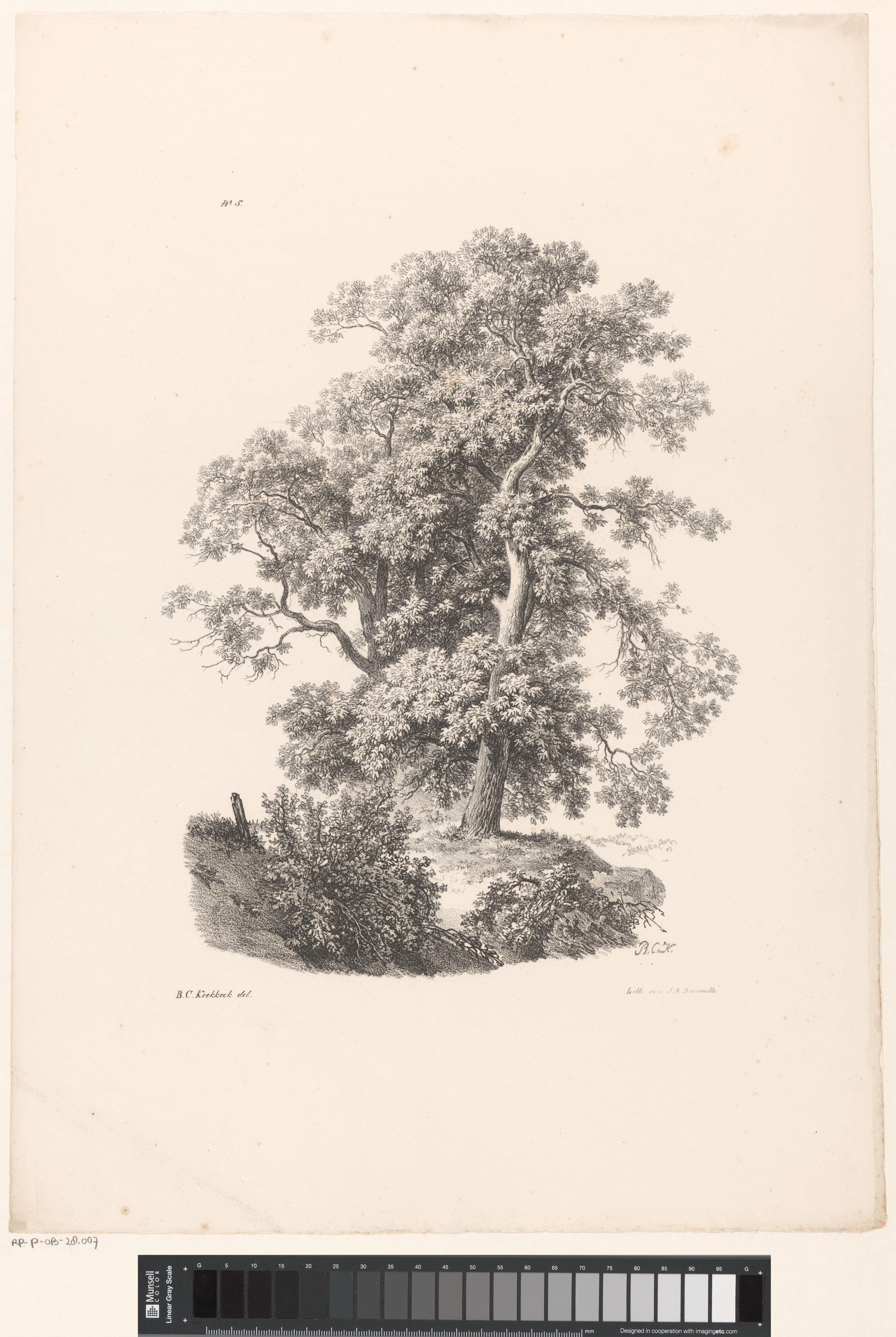 Bomen en struiken