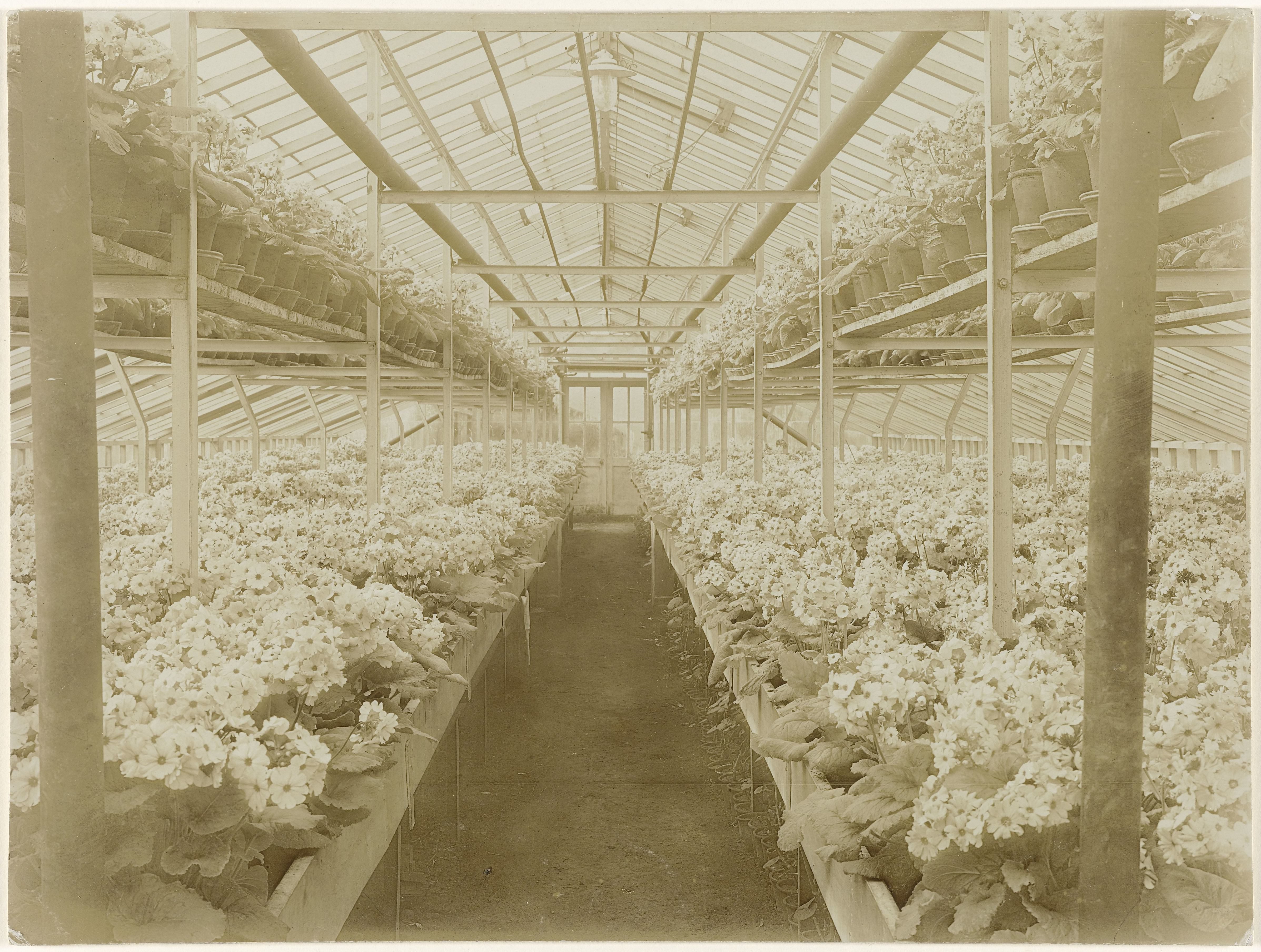Plantenkas met primula's van de heer G. Scholten te Maarssen