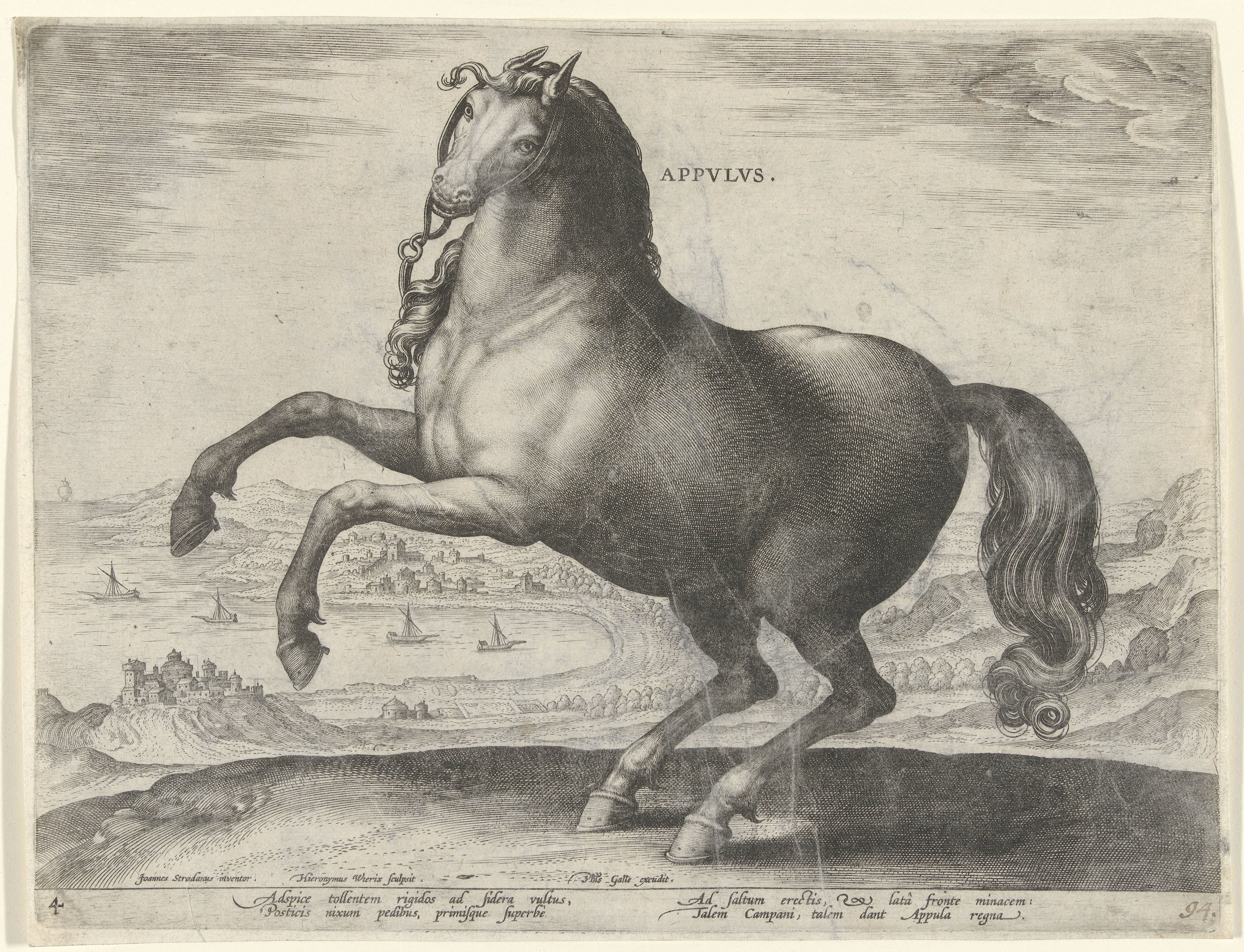 Paard uit Zuid-Italië (Appulus)