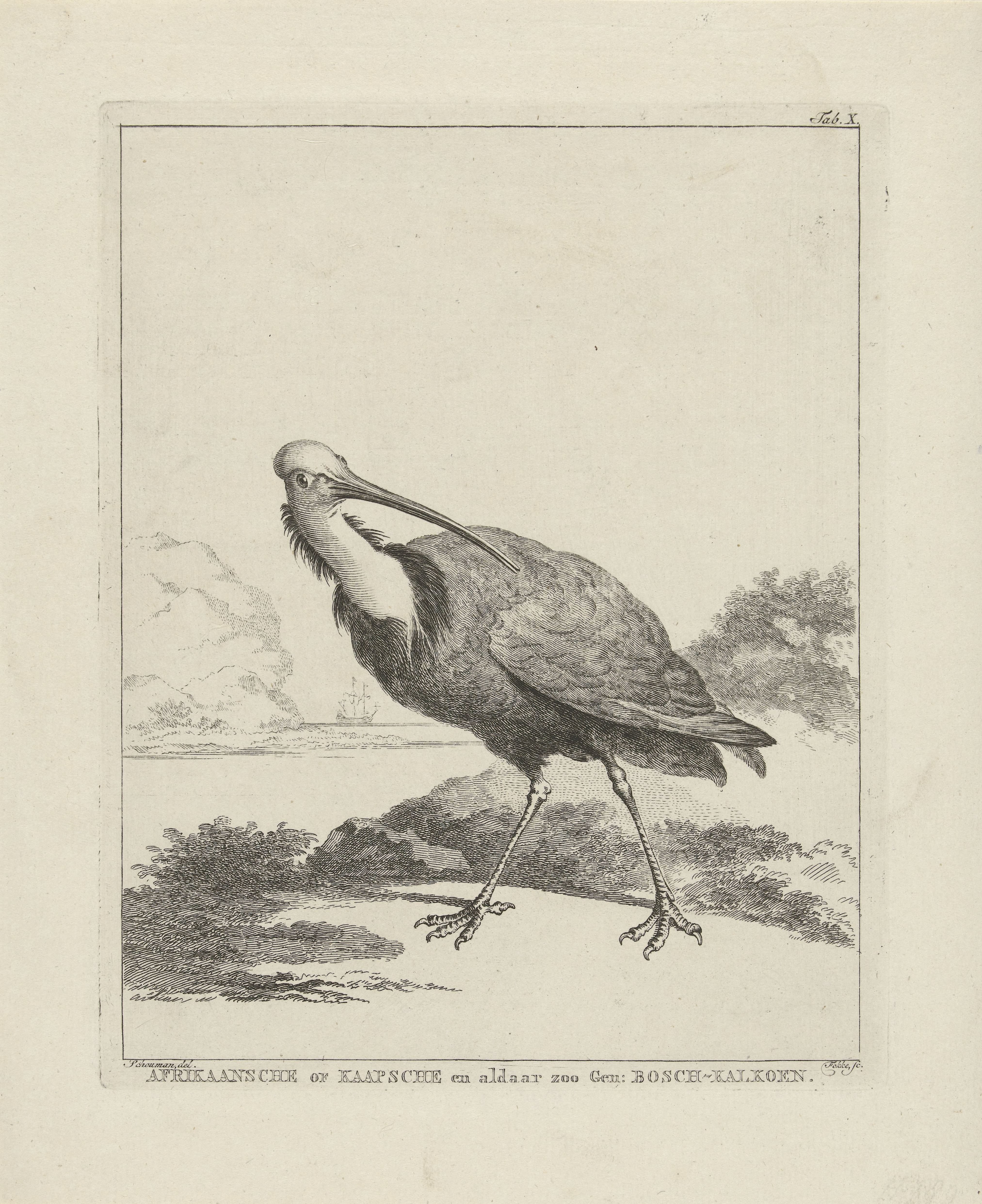 Bald Ibis