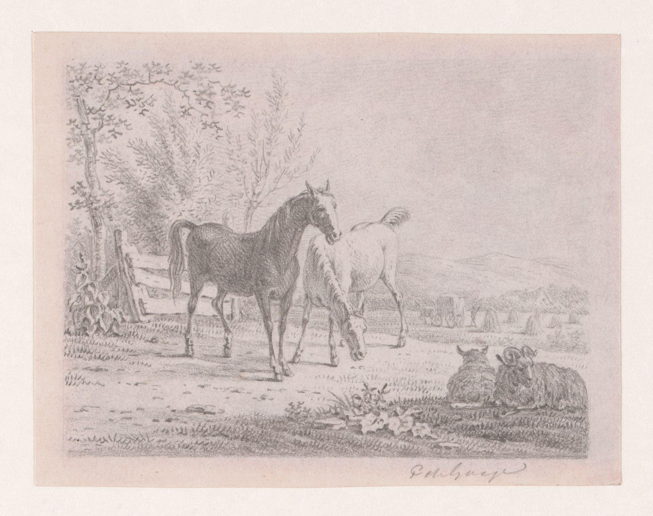 Twee paarden en twee schapen in een weide