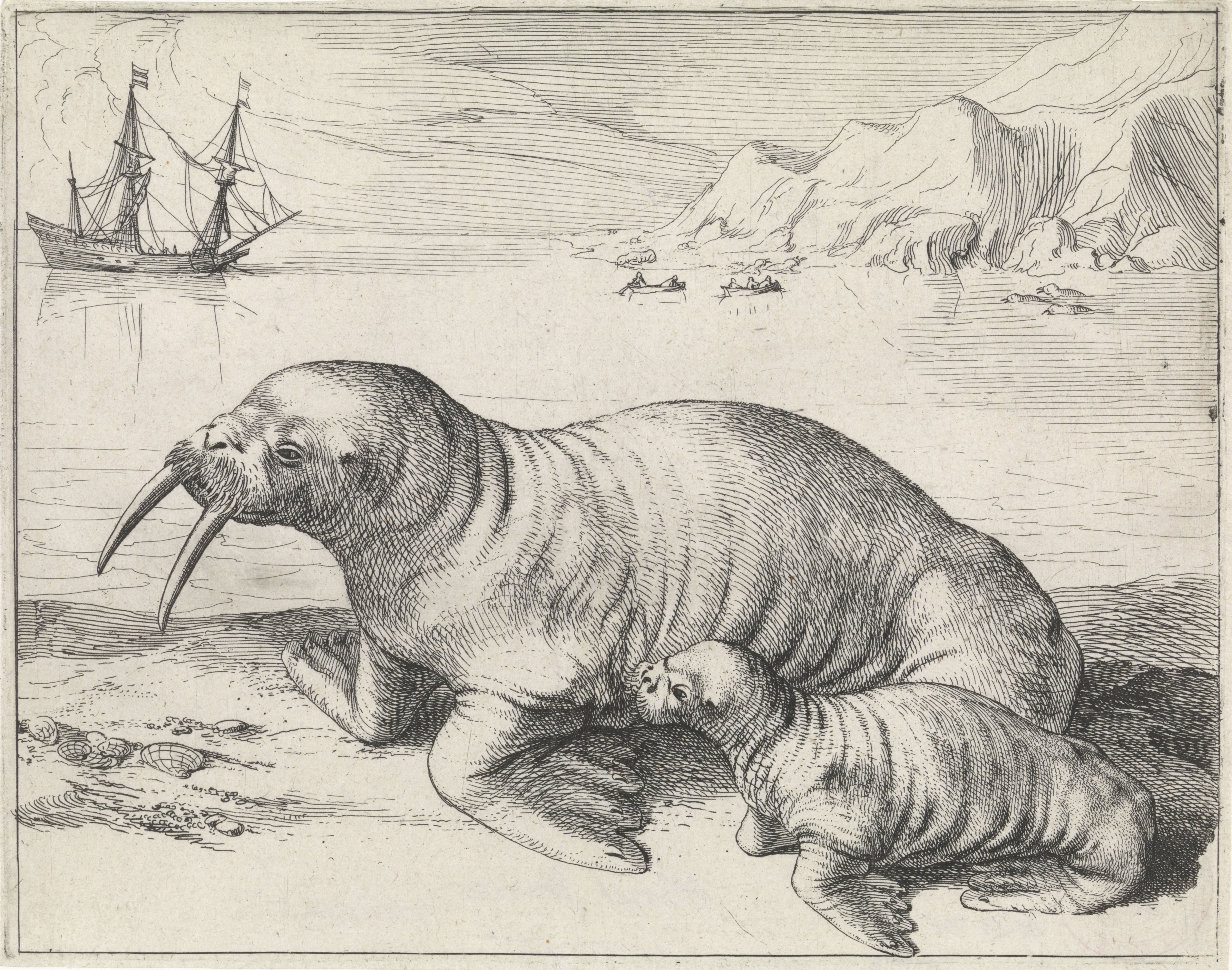 Walrus bij Spitsbergen