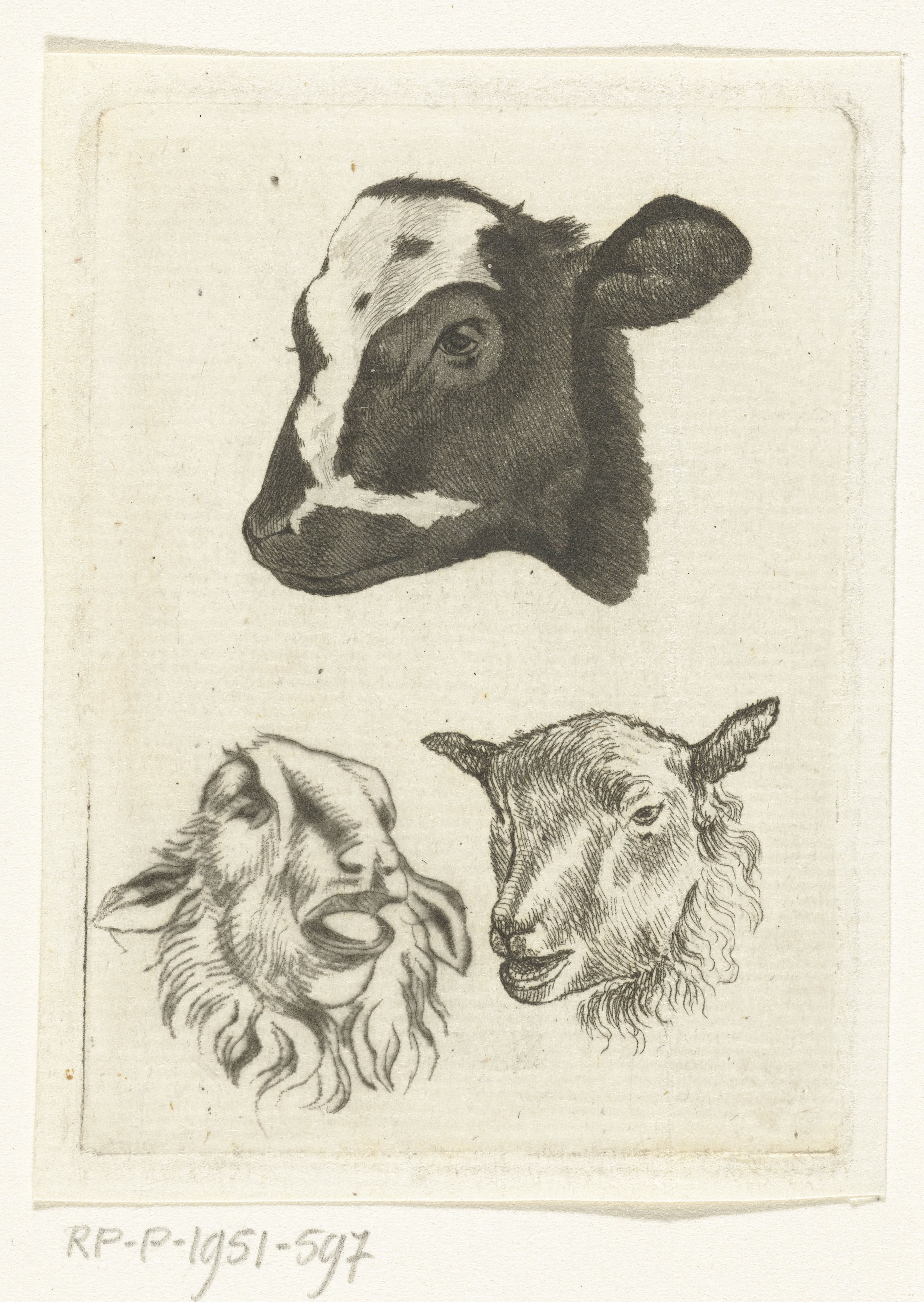 Kop van zwartbont kalf en twee koppen van schapen