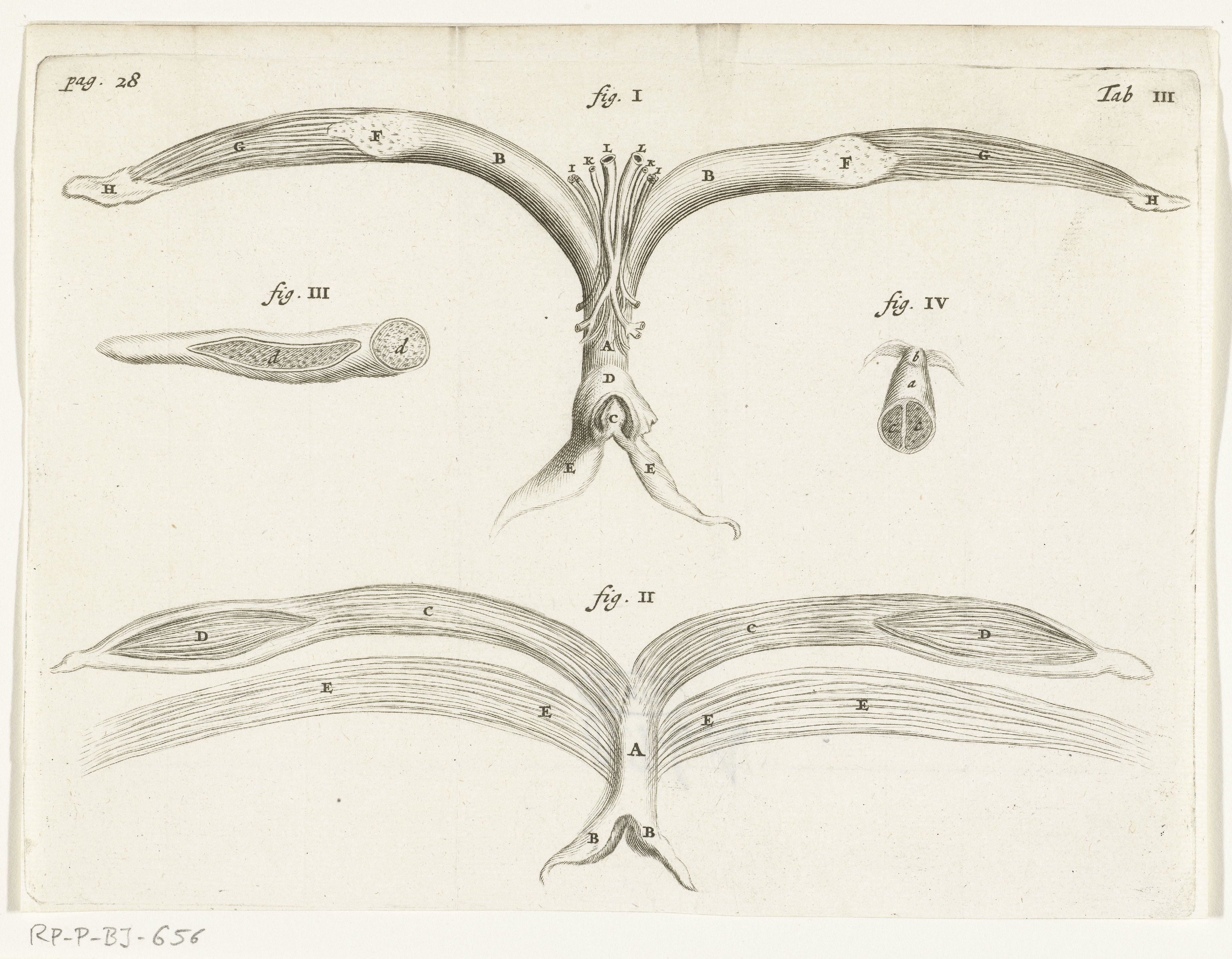 Anatomical Illustration of the female genitalia
