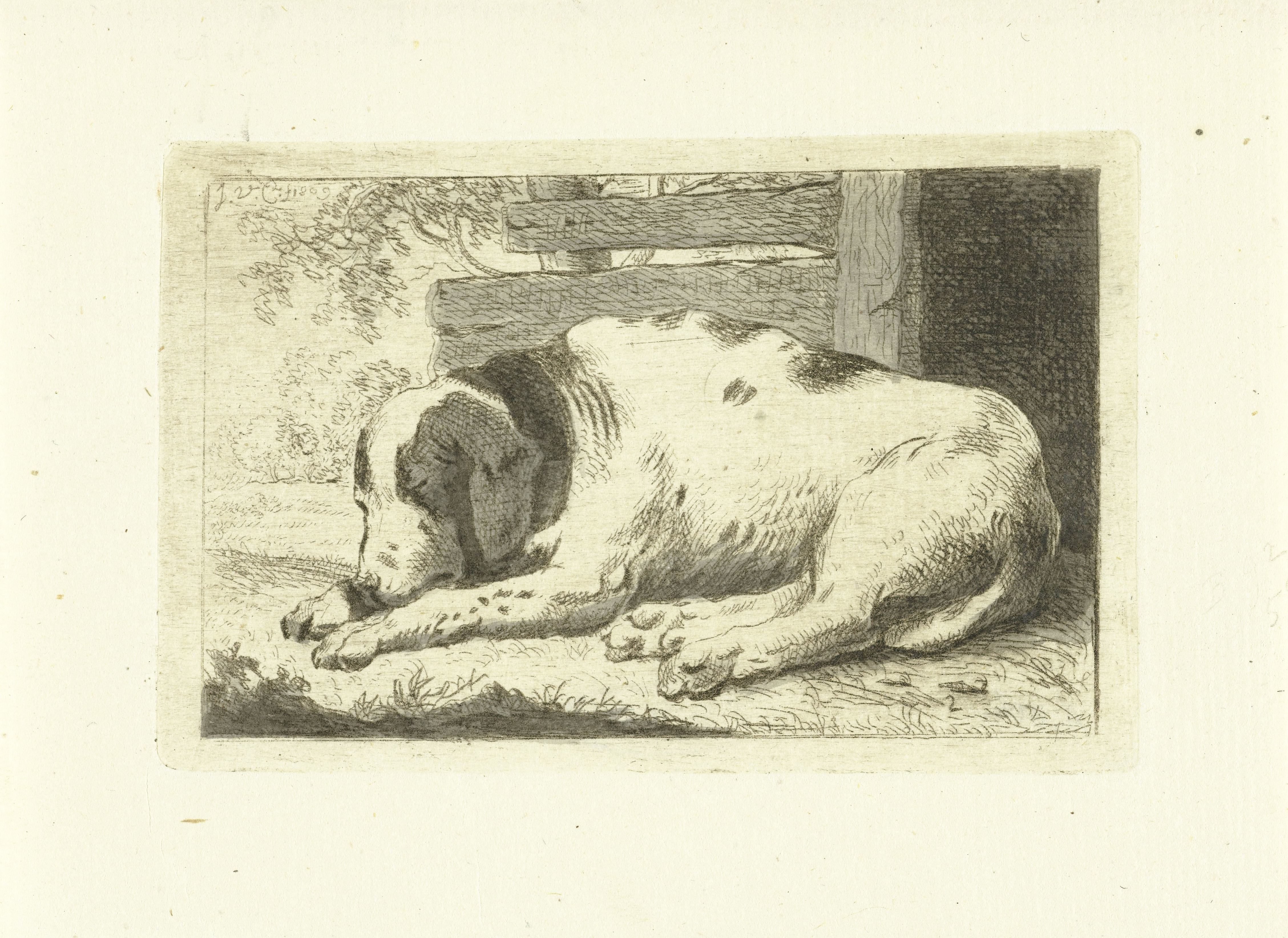 Slapende hond