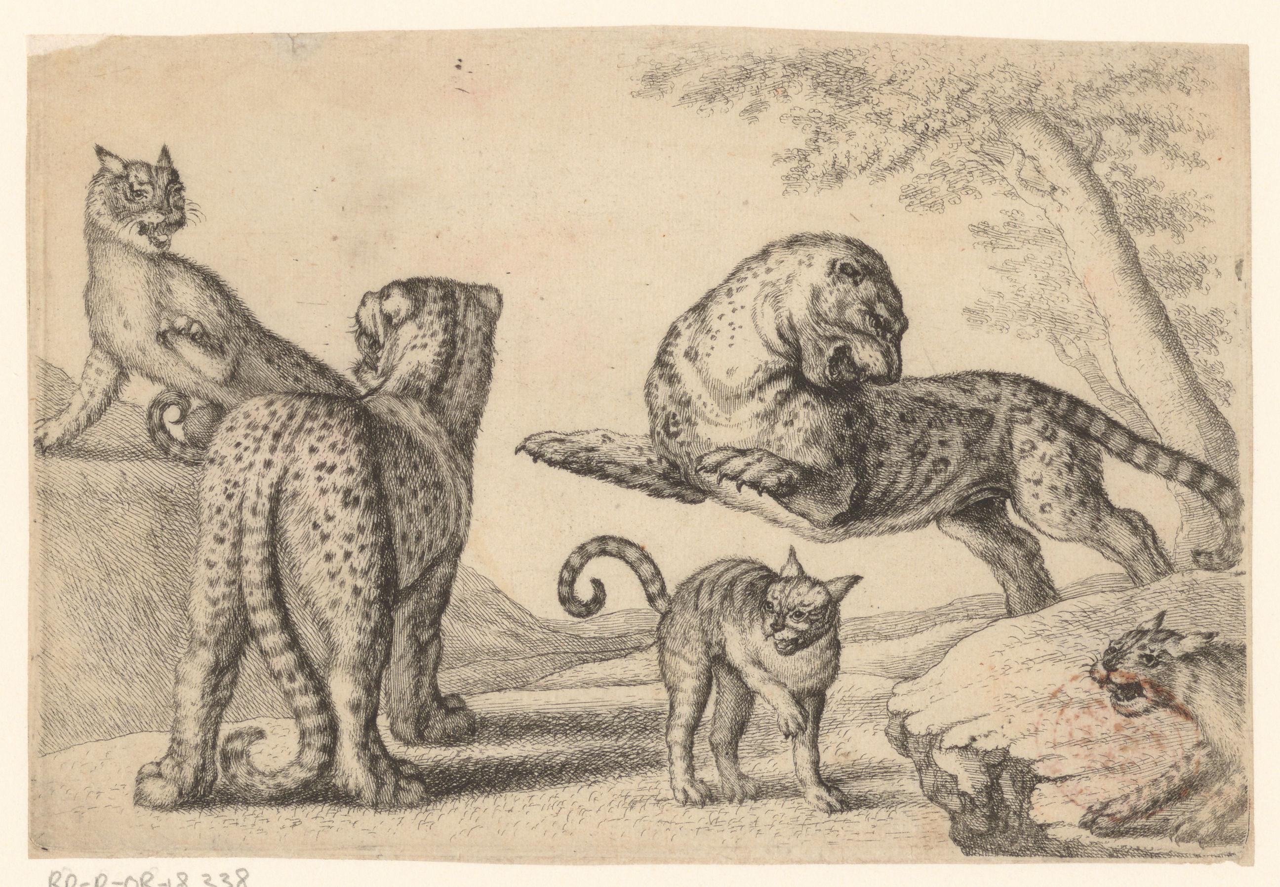 Twee luipaarden en drie wilde katten