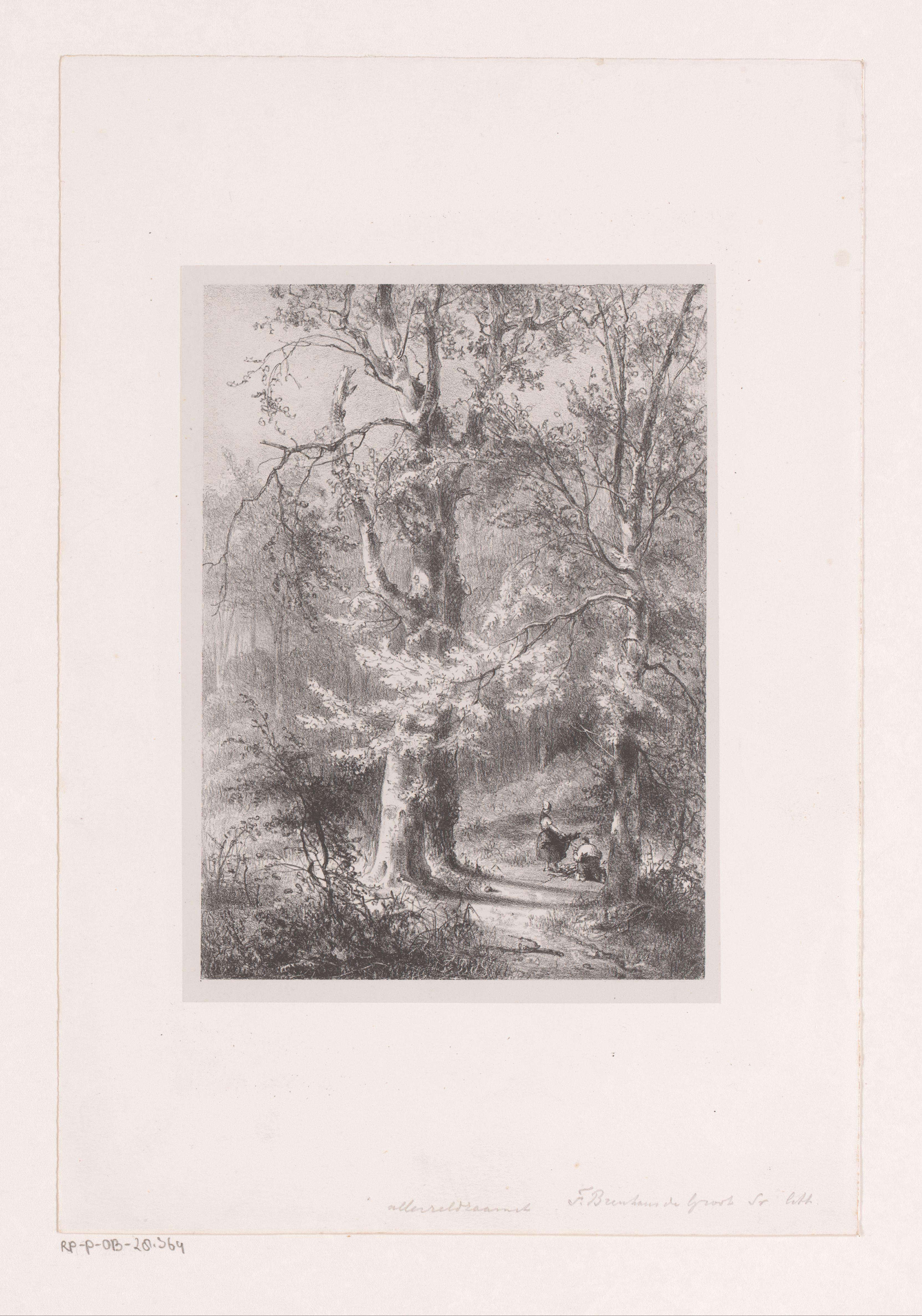 Houtsprokkelaars in het bos