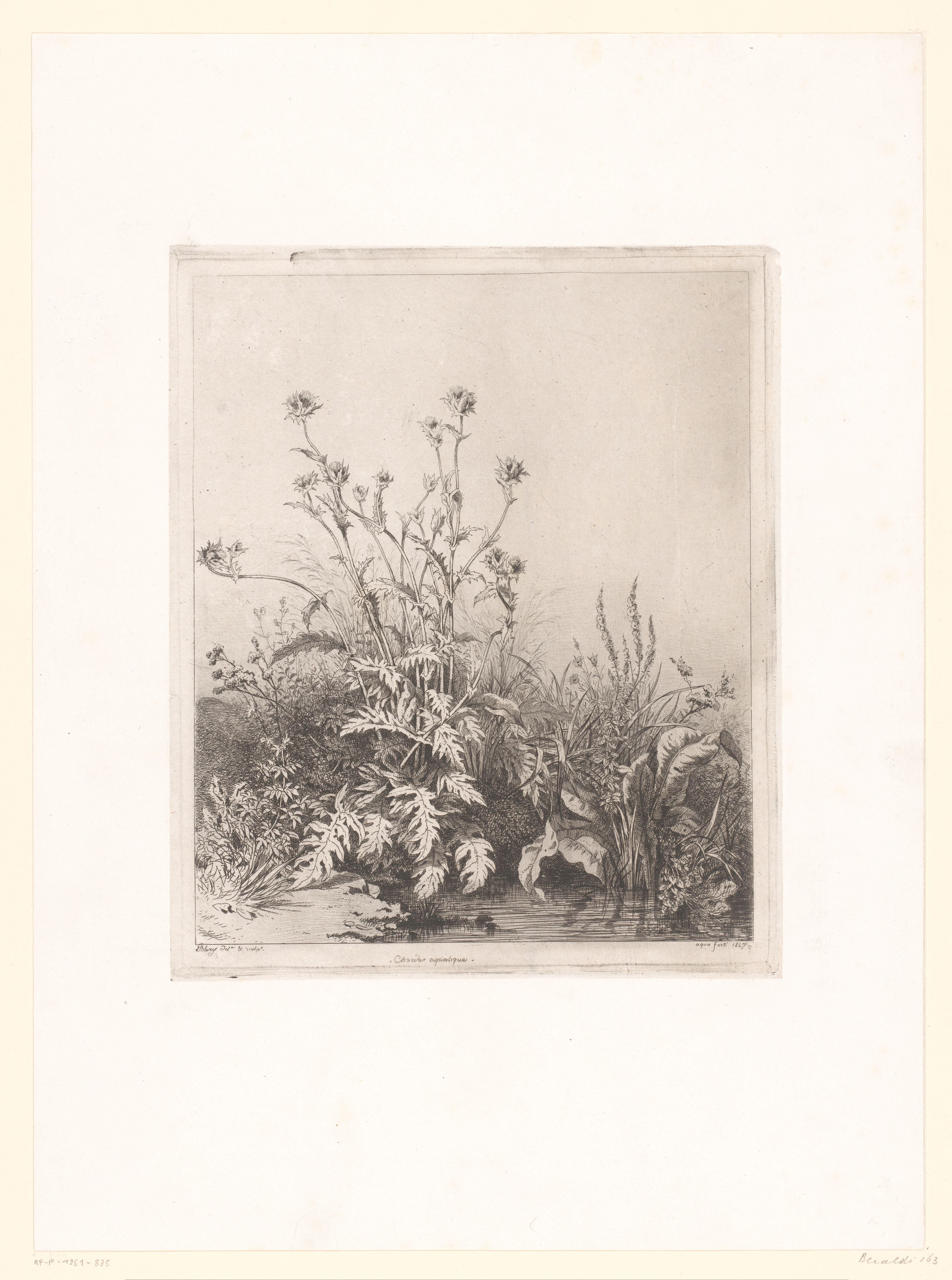 Poel met distel