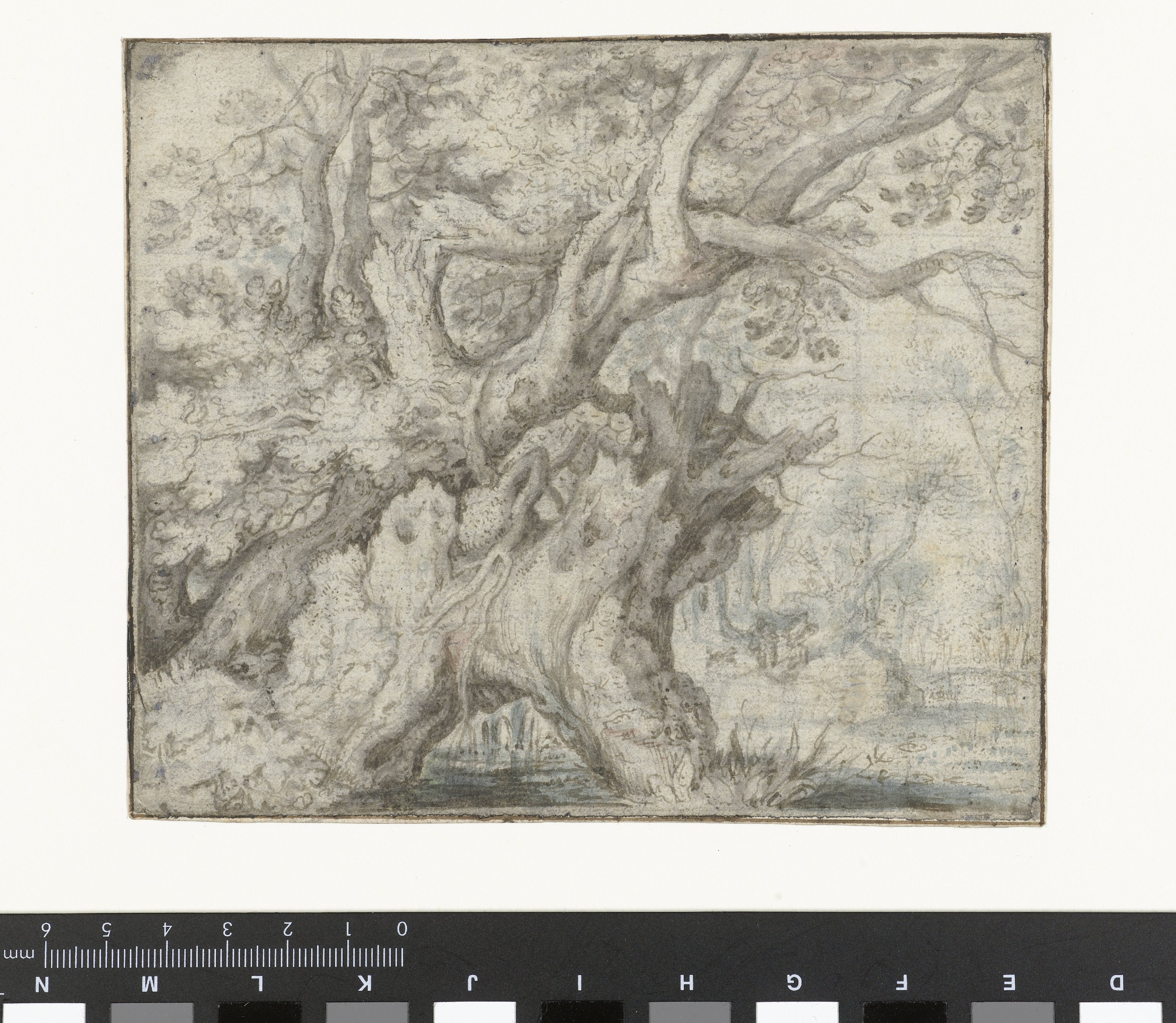 Gnarled Trees near the Water