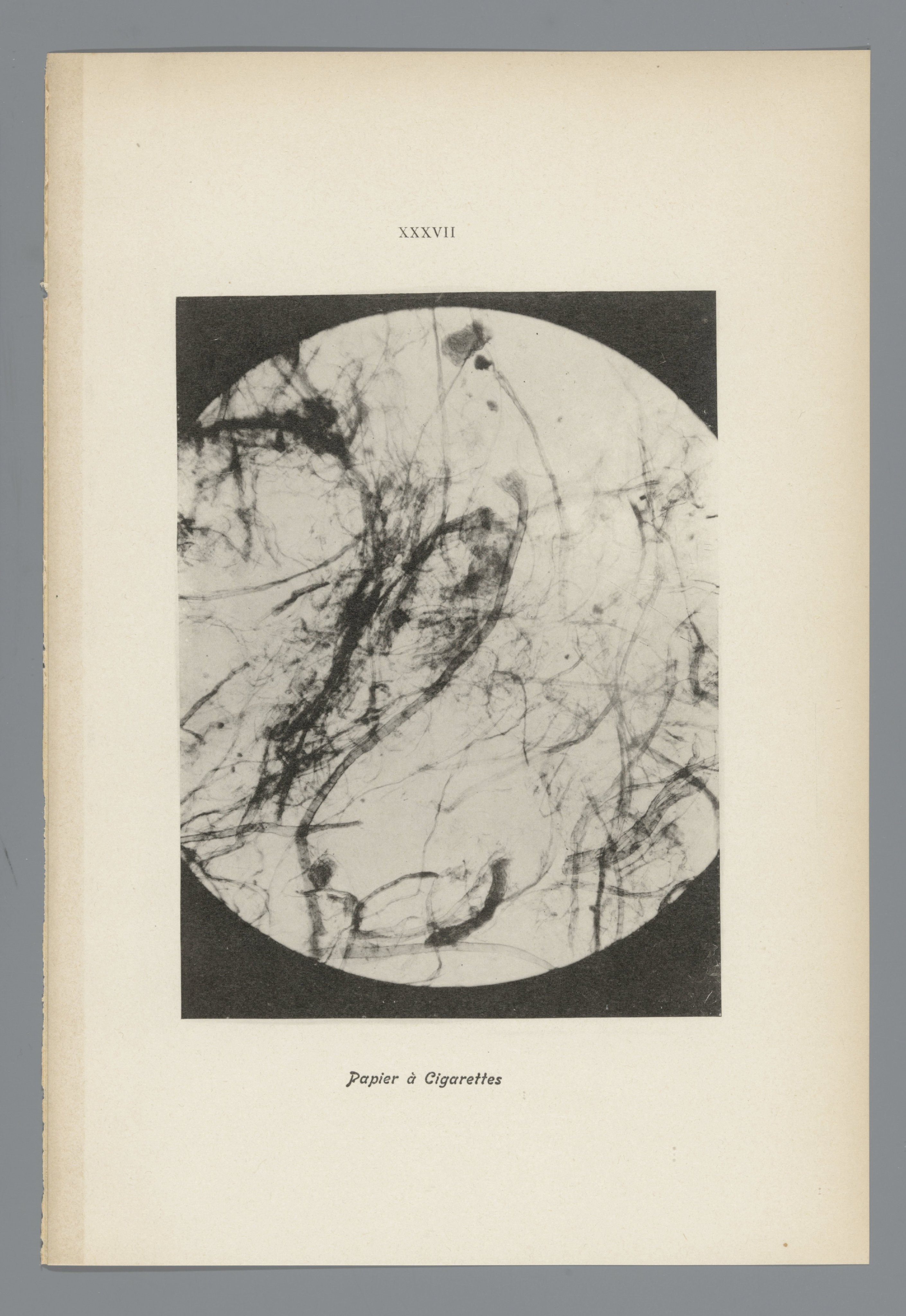 Microfoto’s van papiervezels