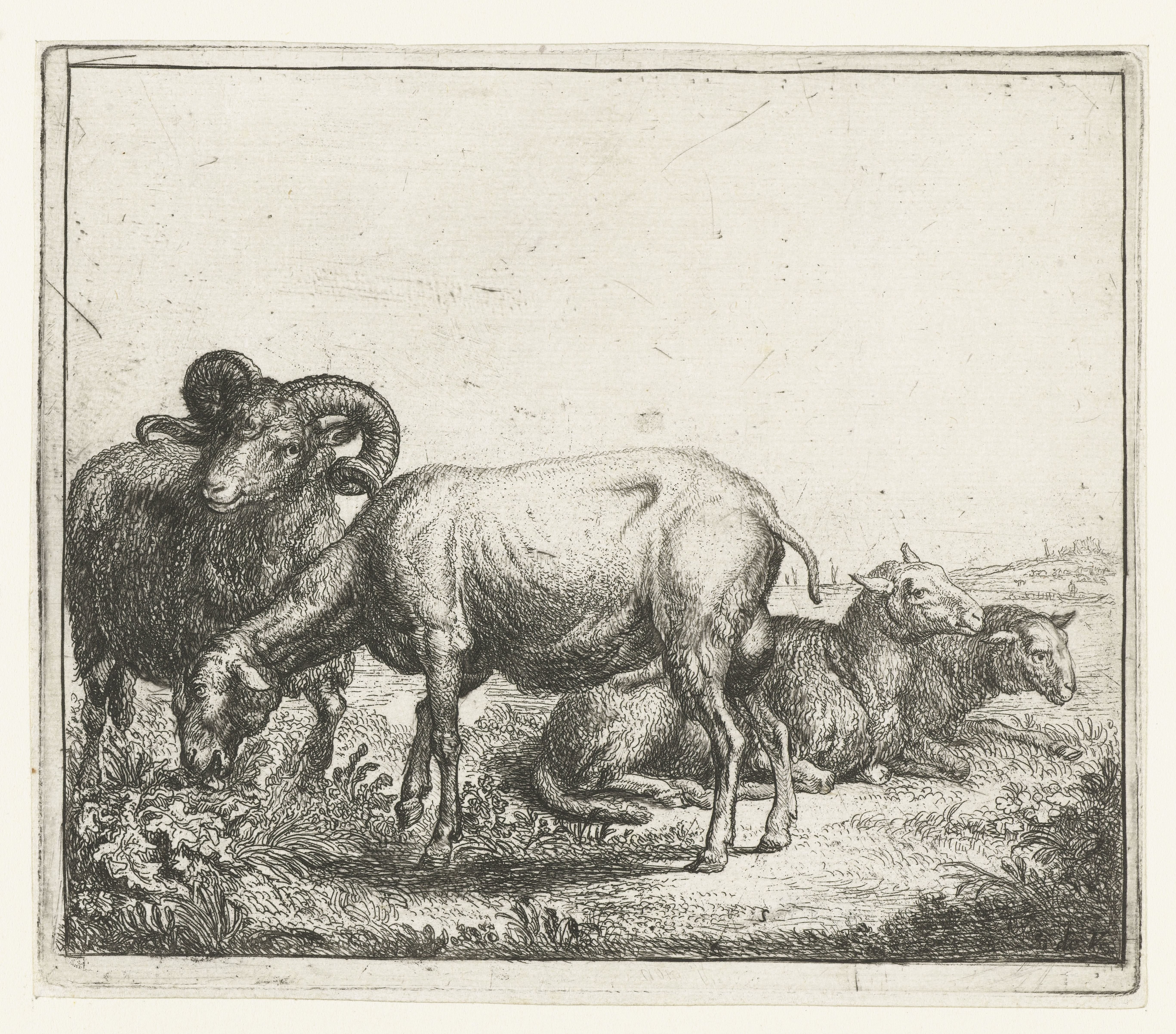 Ram en ooien