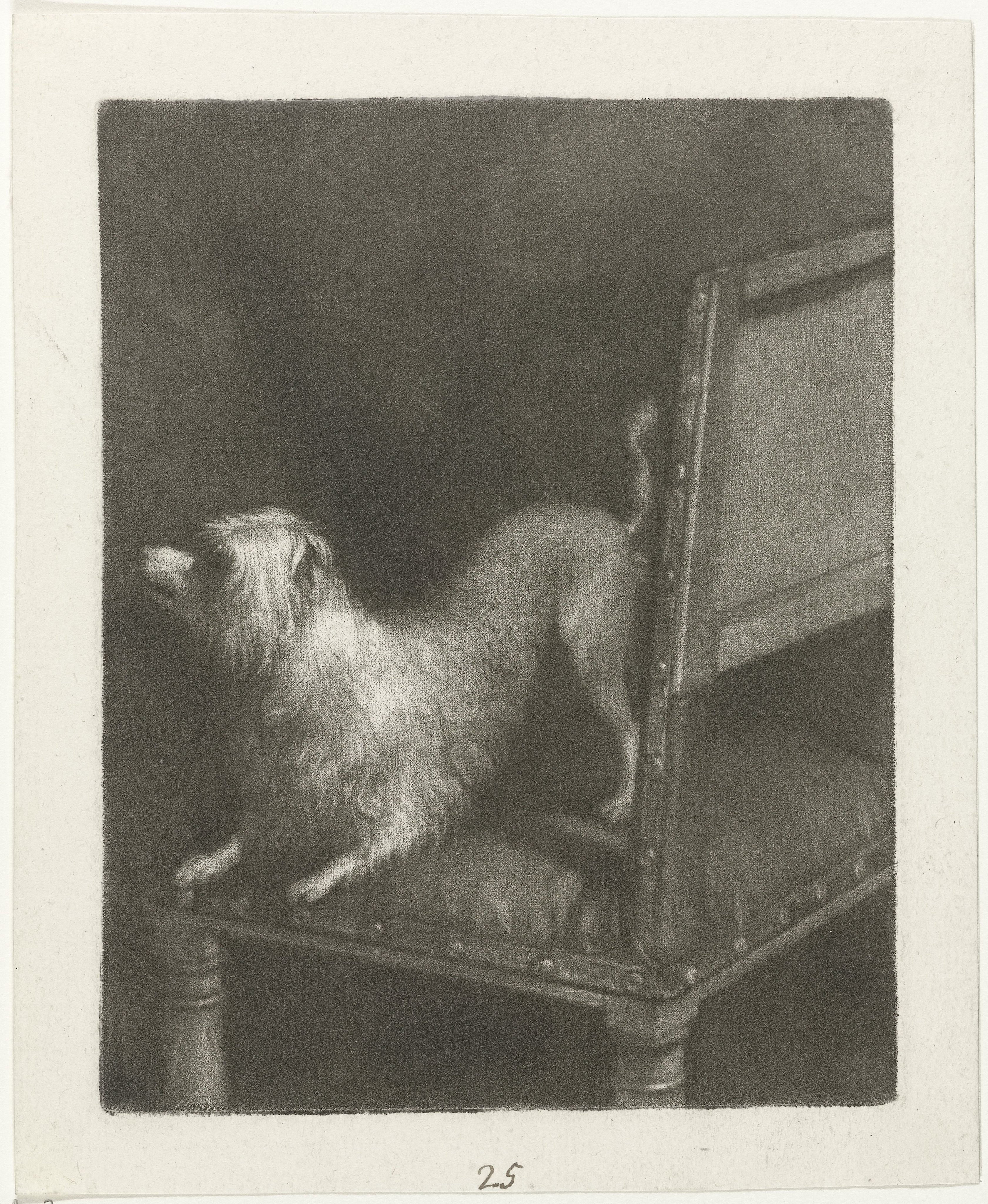 Hondje op een stoel