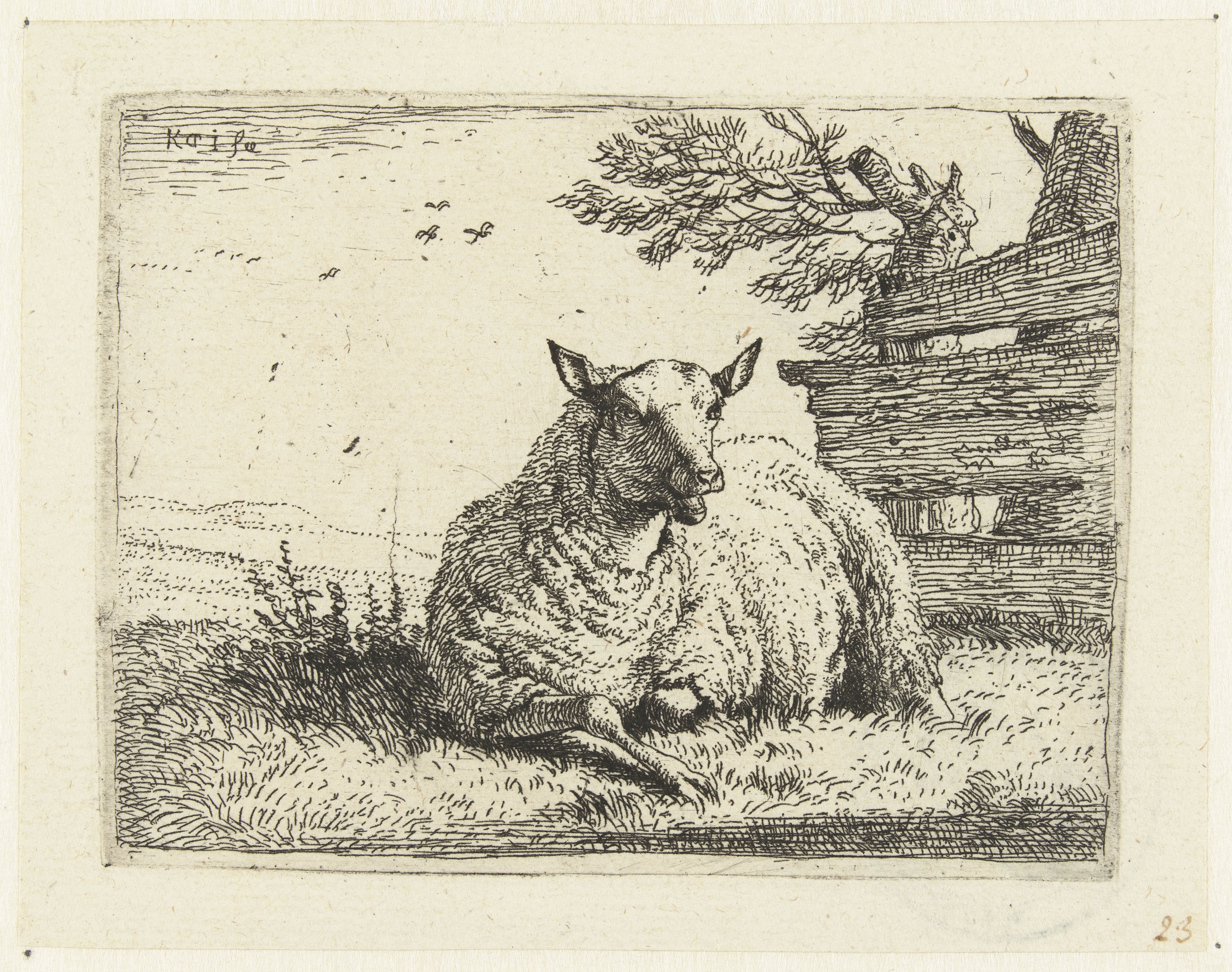 Schaap bij een hek