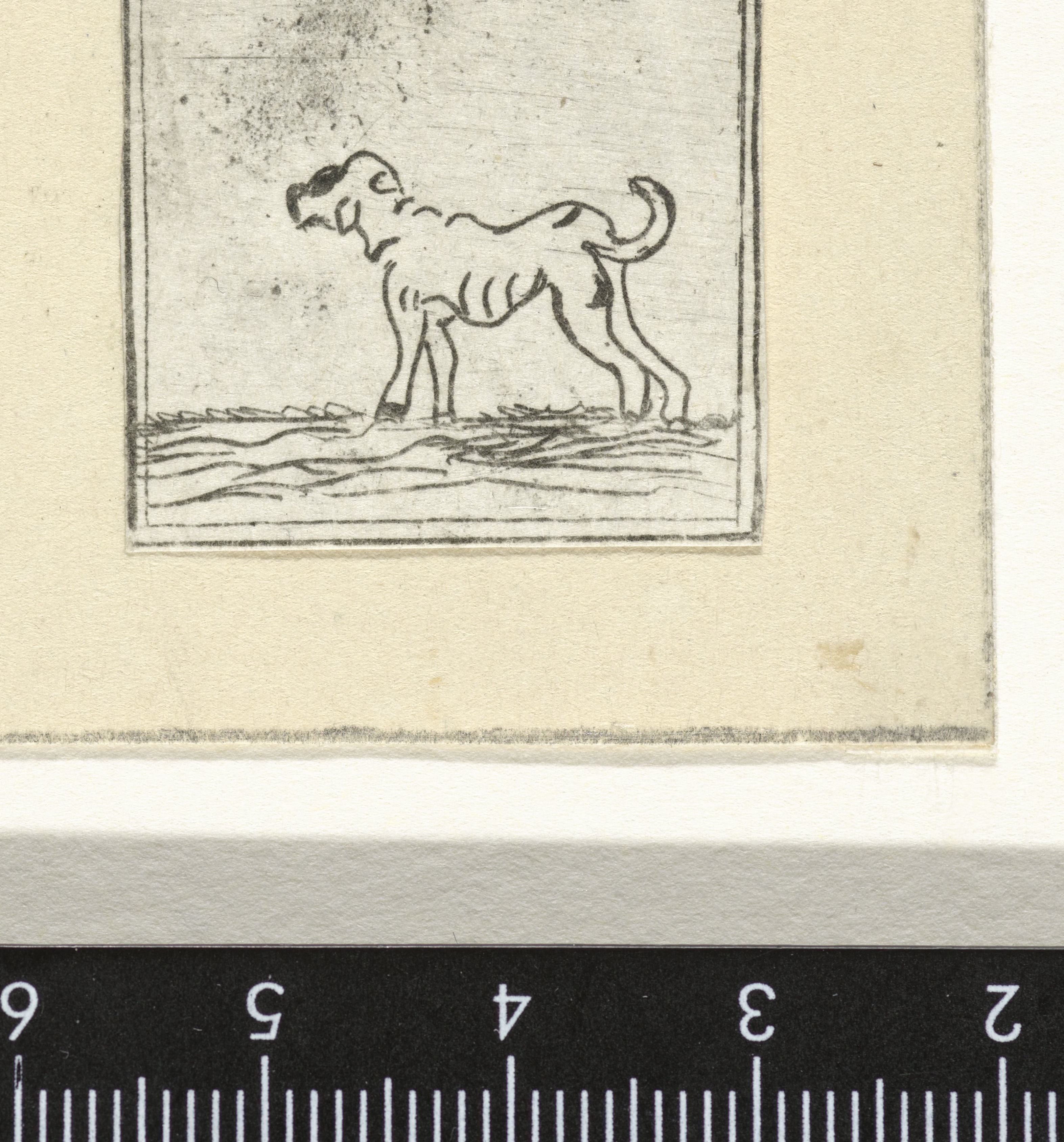 Hond