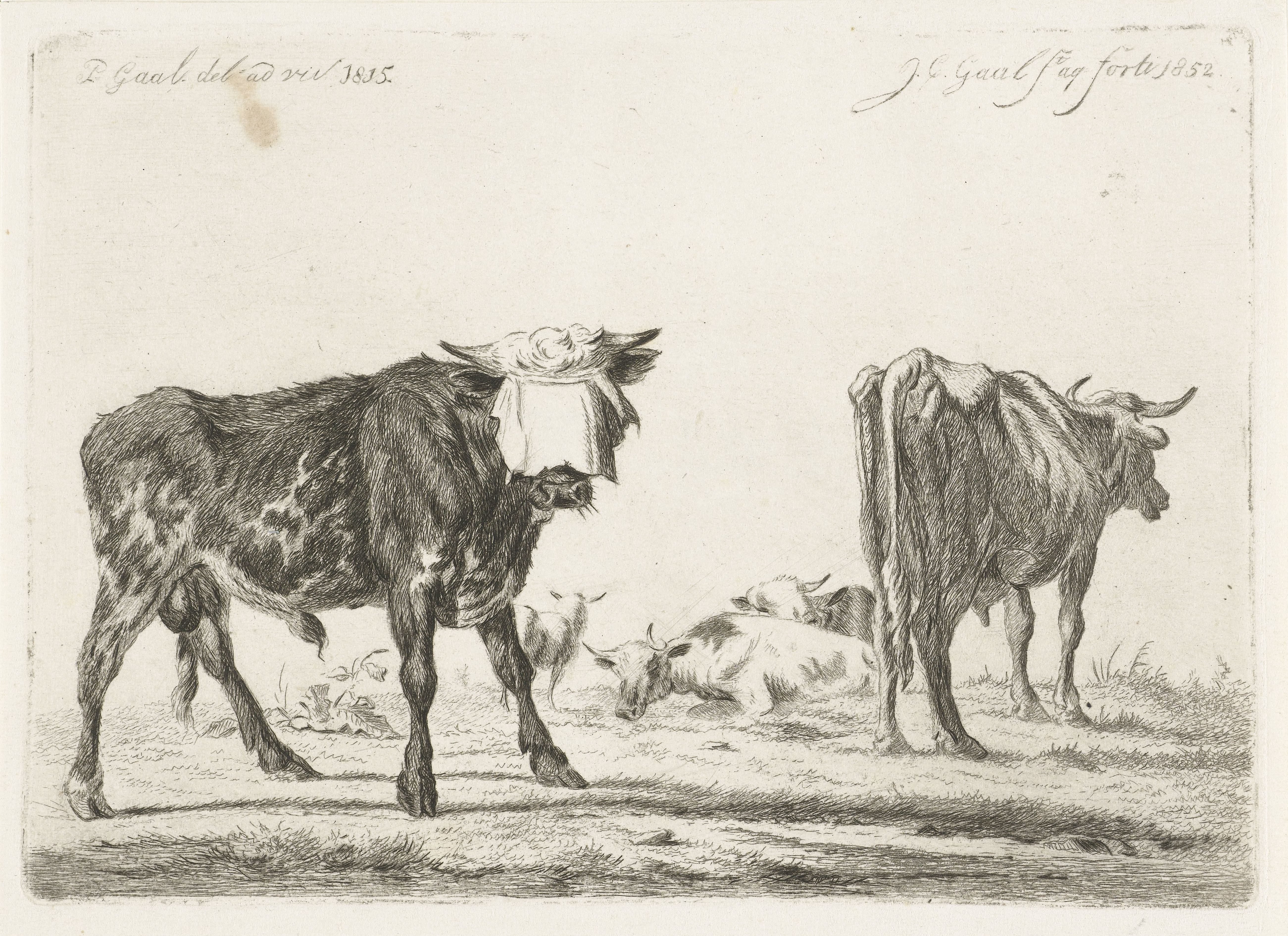 Geblinddoekte stier bij kudde runderen
