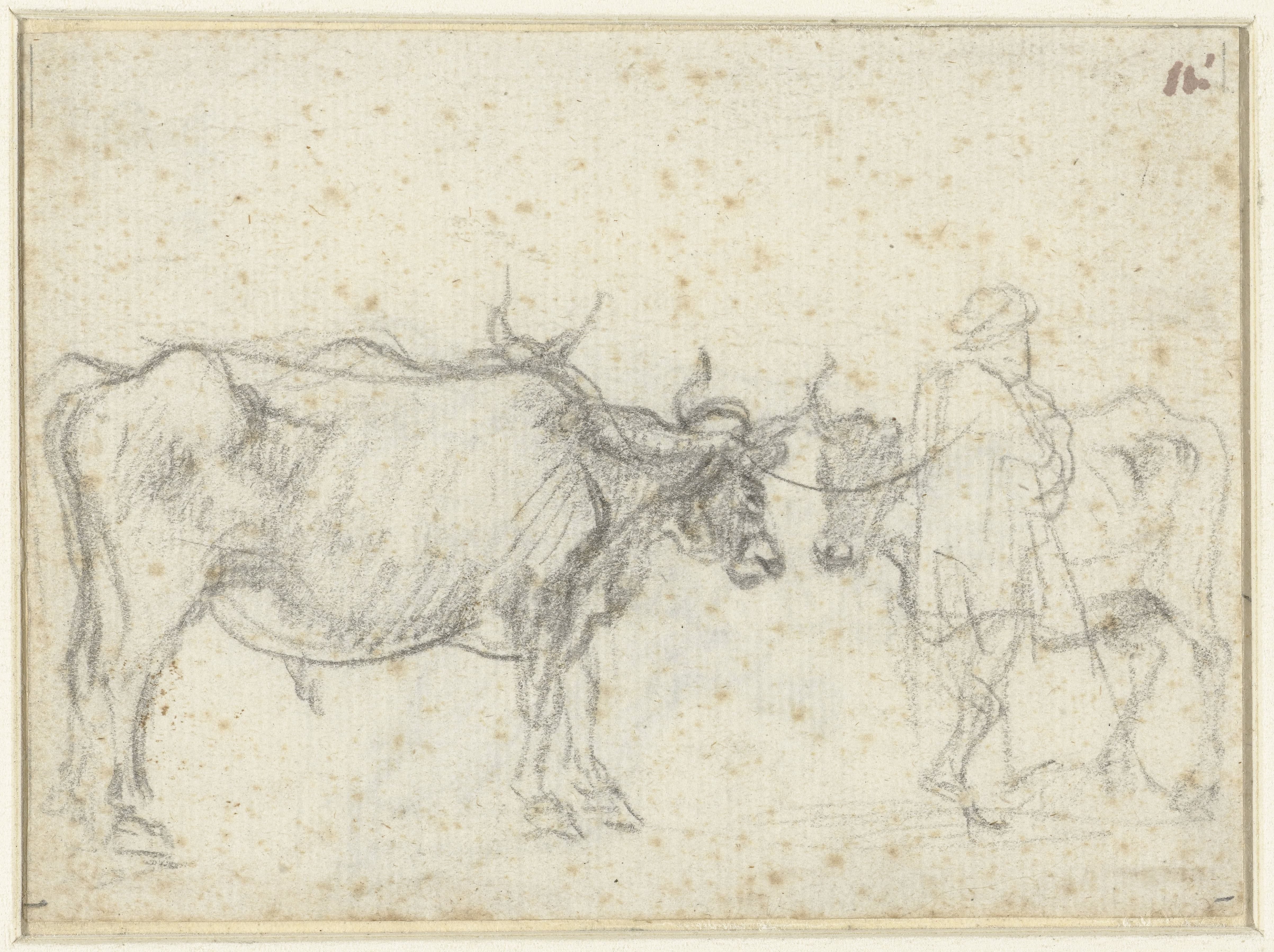 Twee koeien en een herder