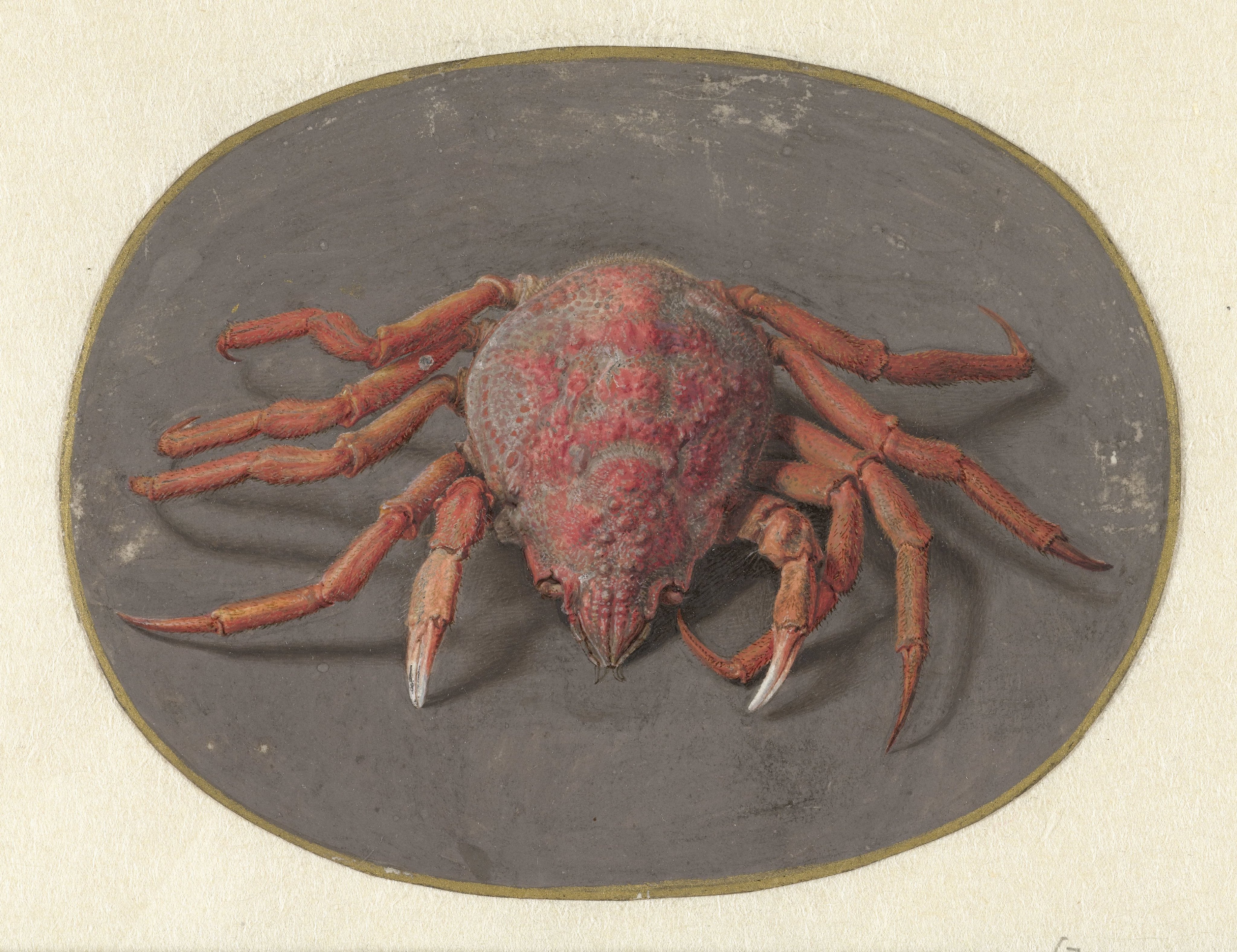 Krab
