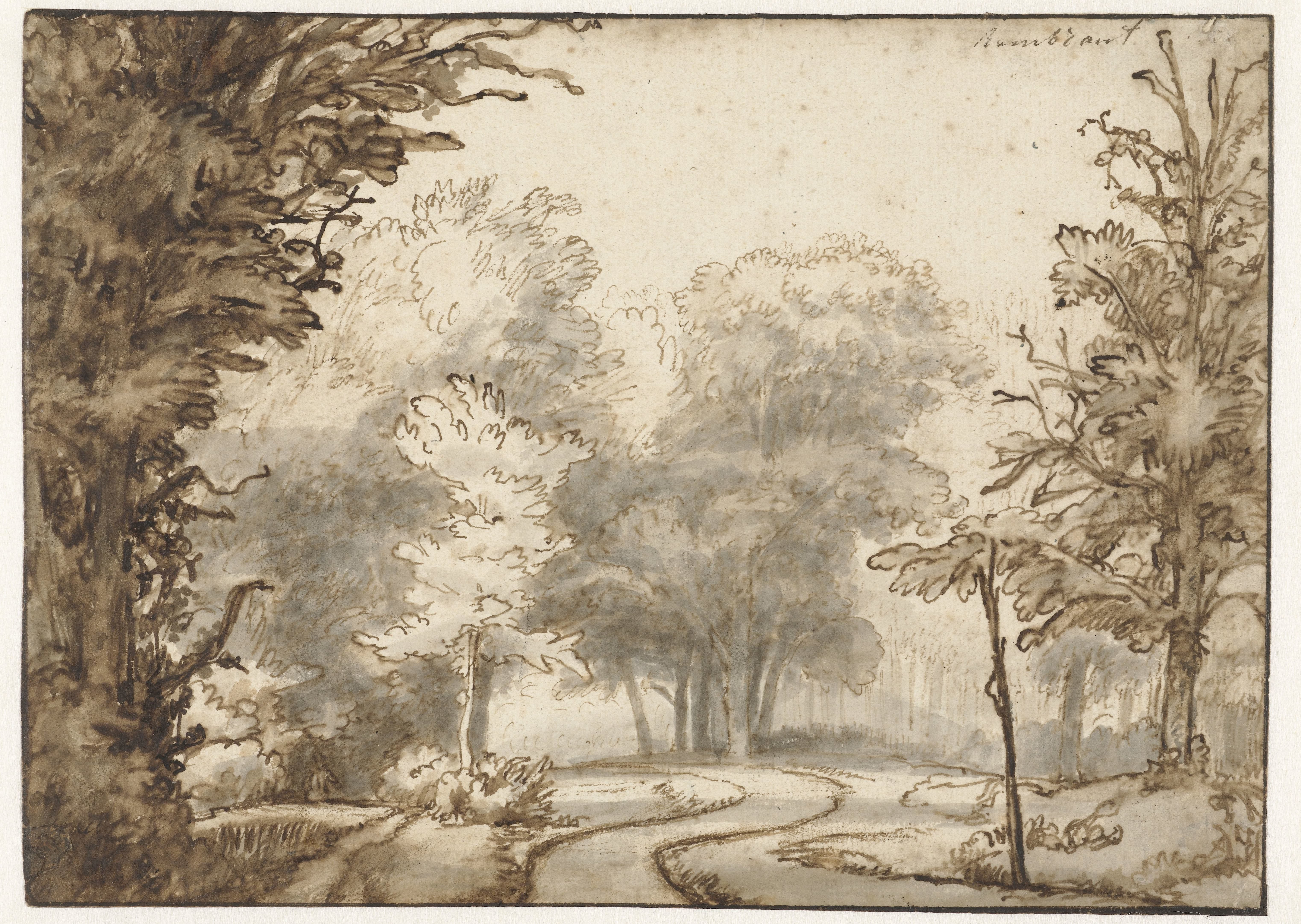 Weg door het bos