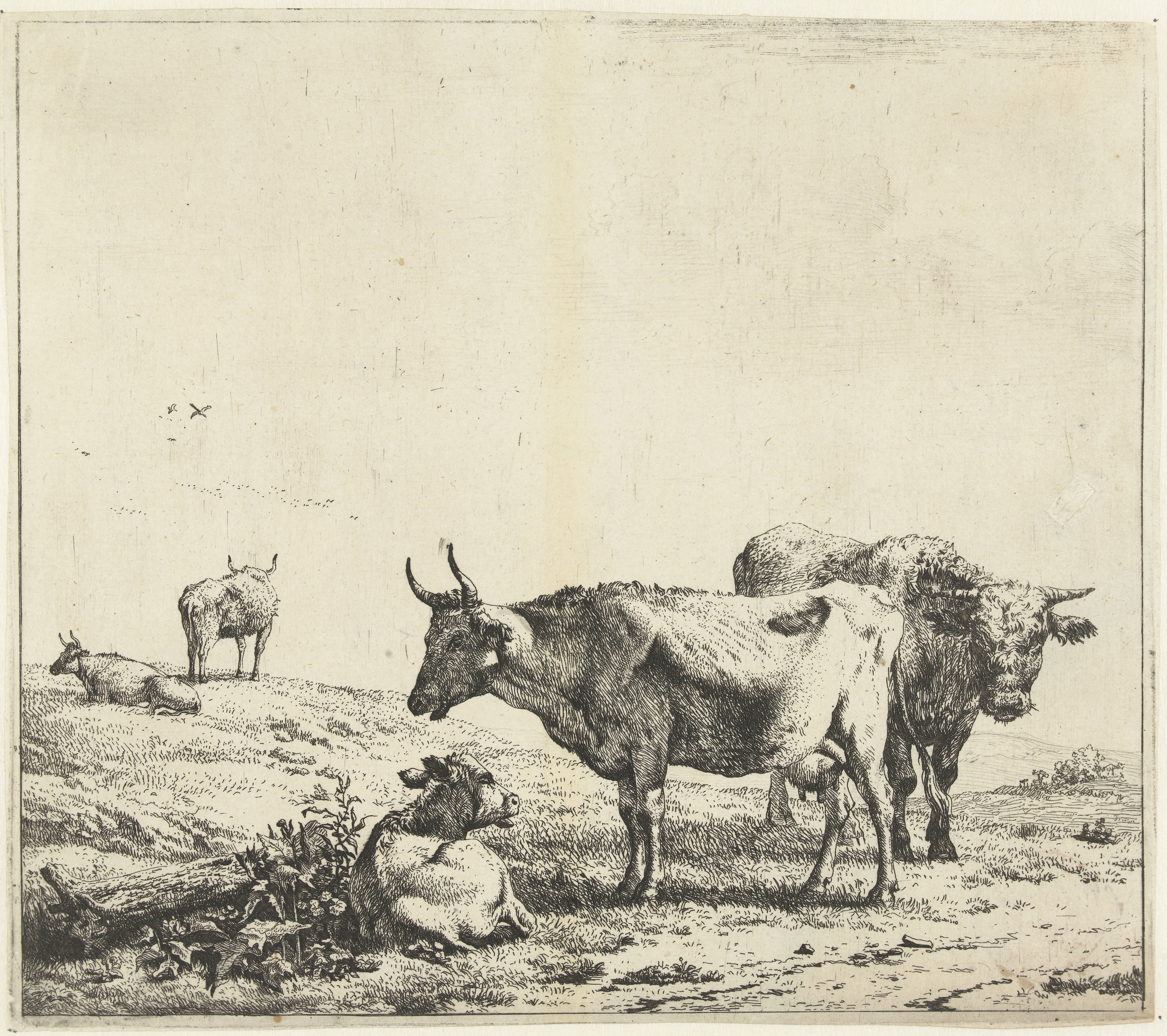 Koe, stier en een kalf