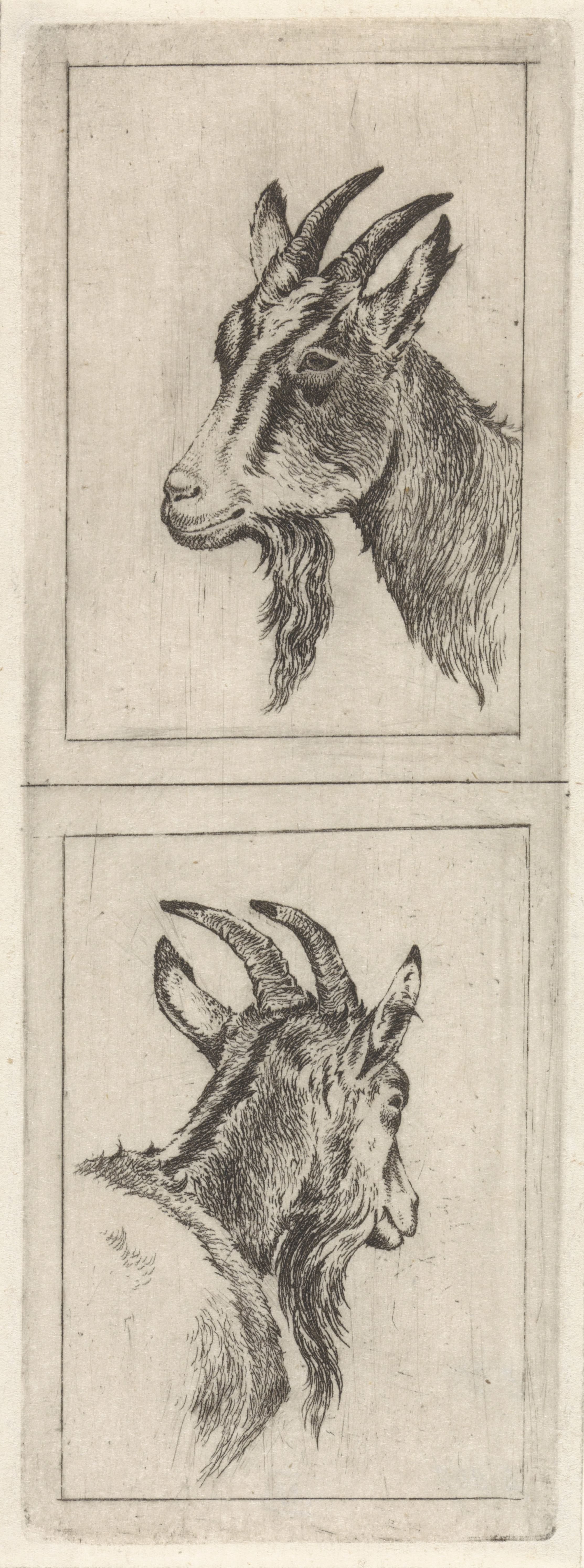 Bokkenkop