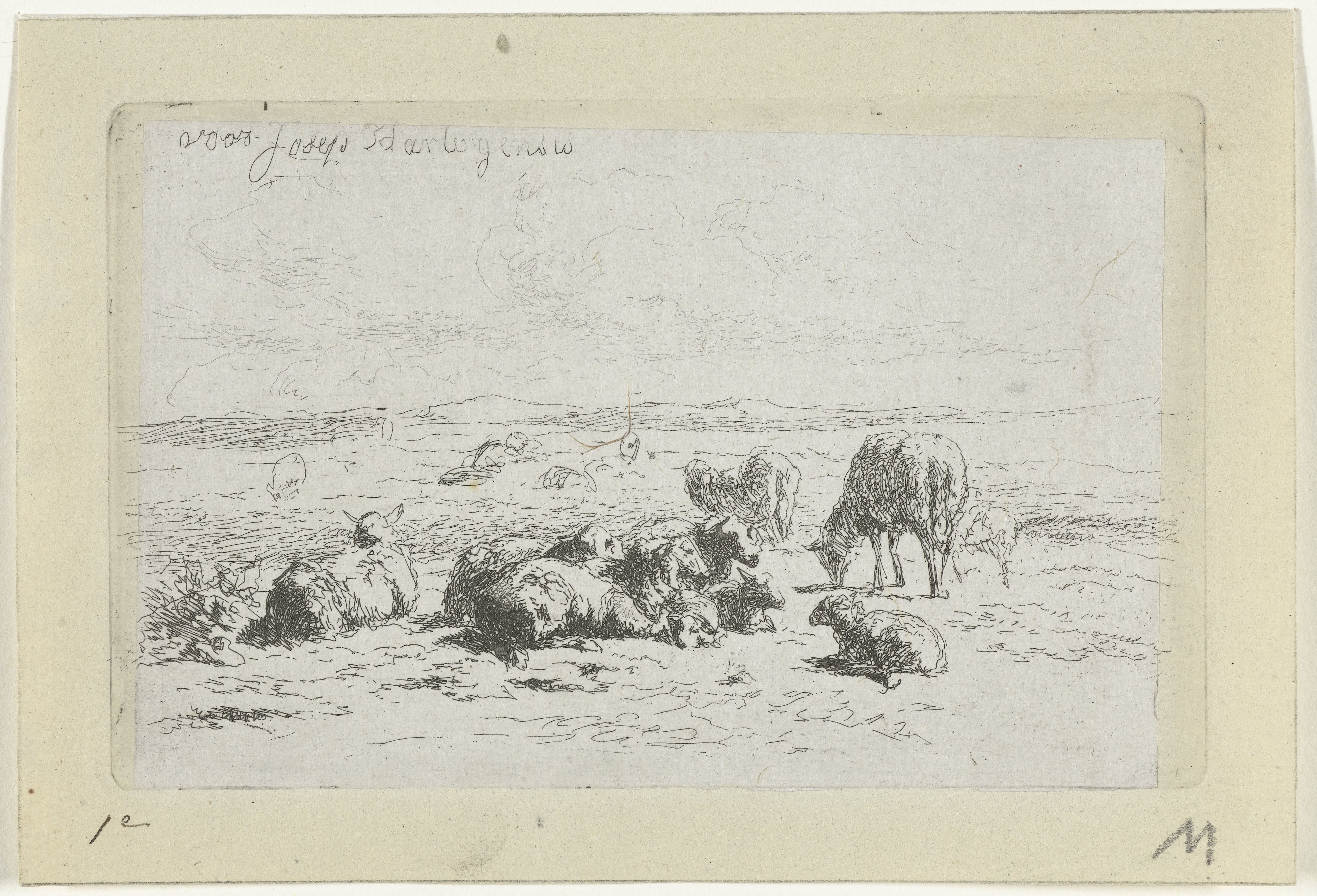 Duinlandschap met schapen