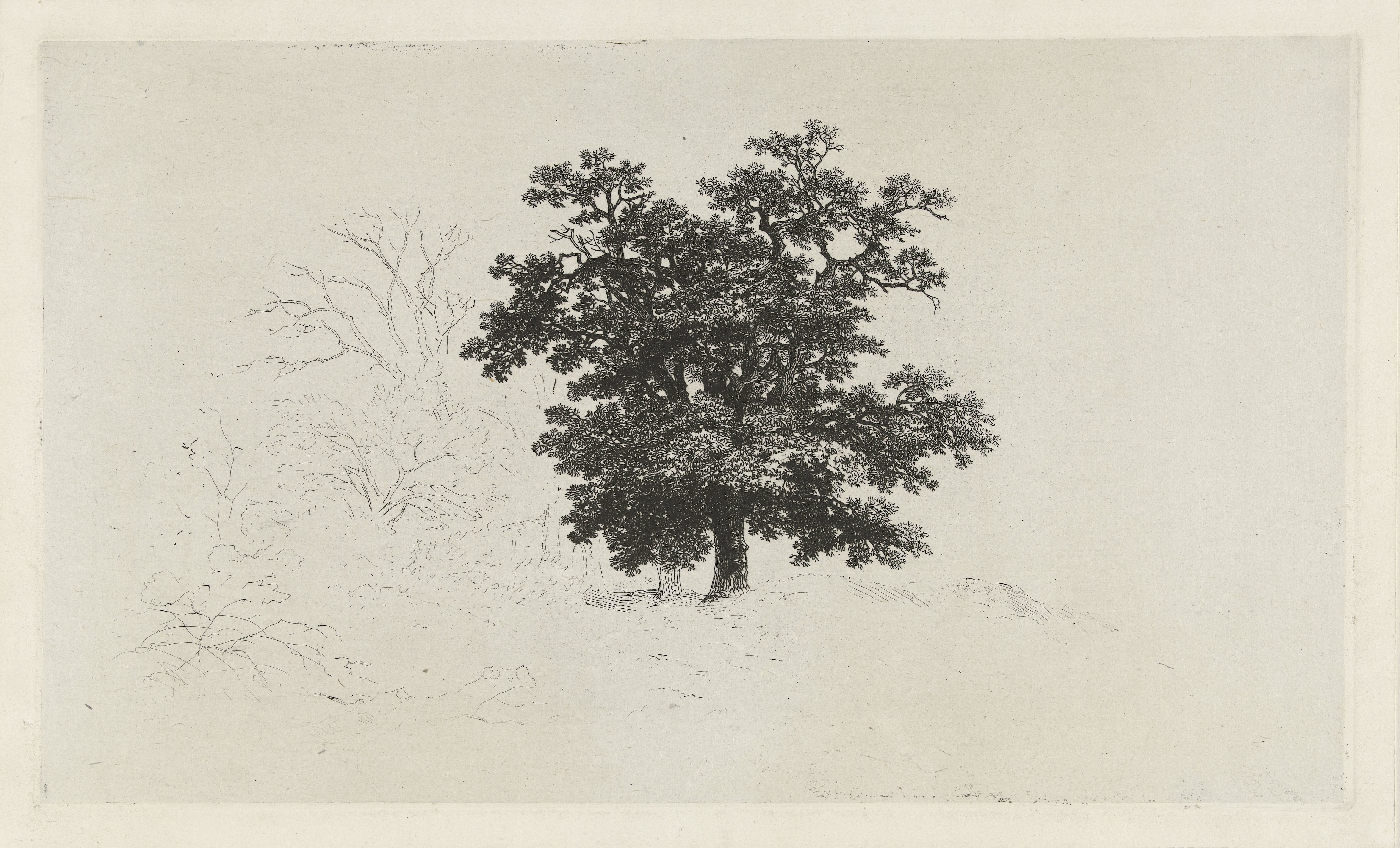 Landschap met eikenboom