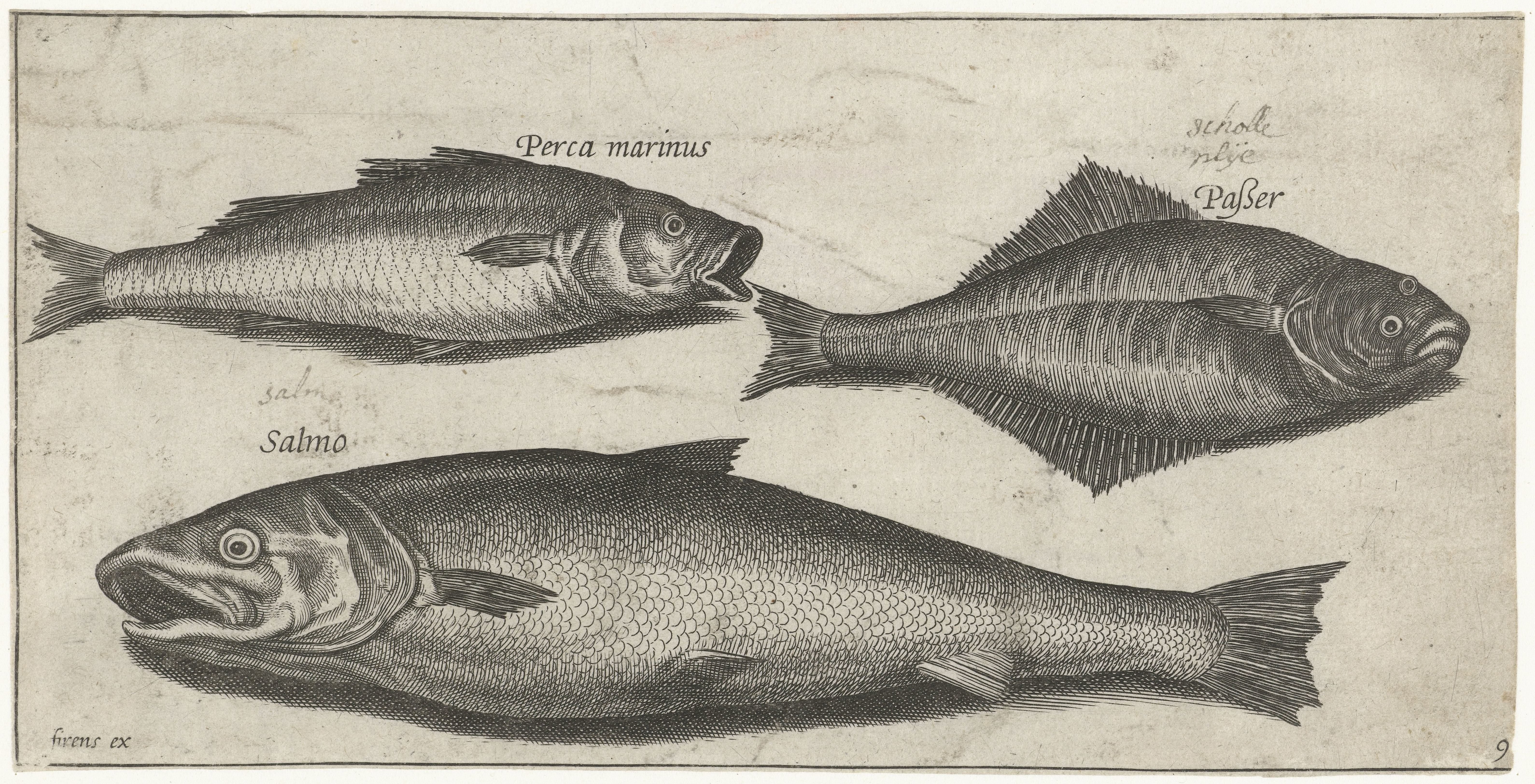 Zeebaars, tong en een zalm