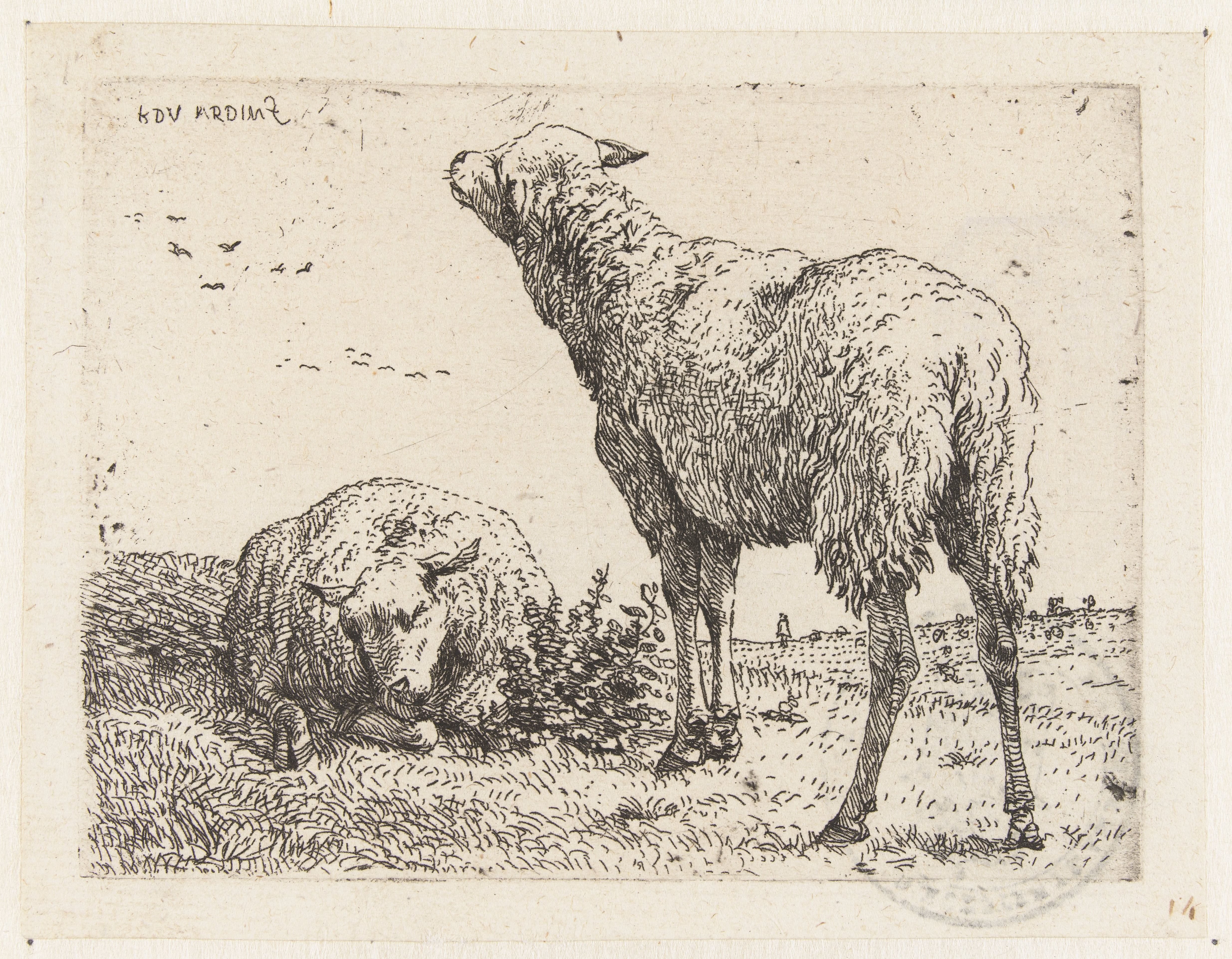Twee schapen