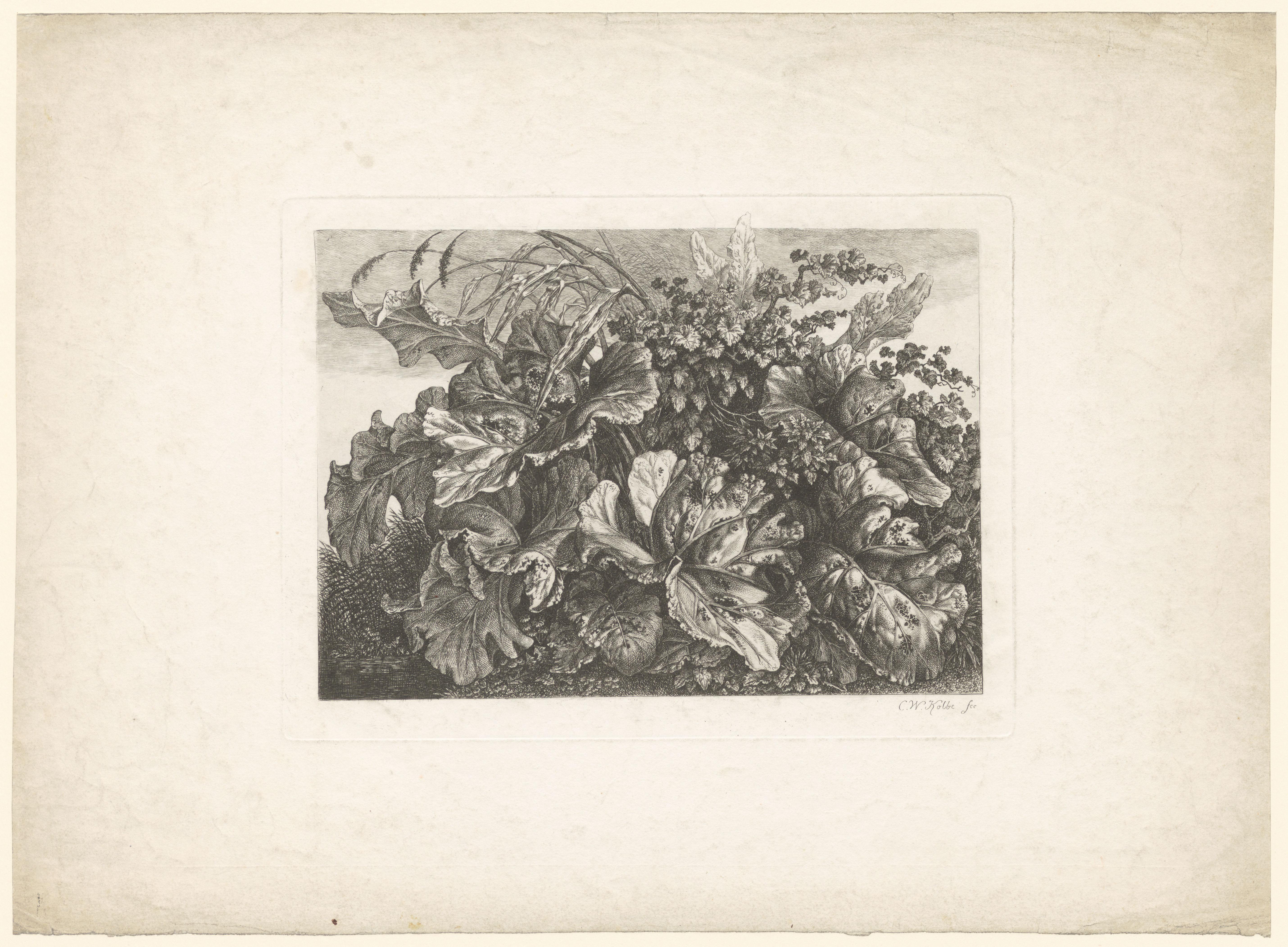 Planten en bladeren