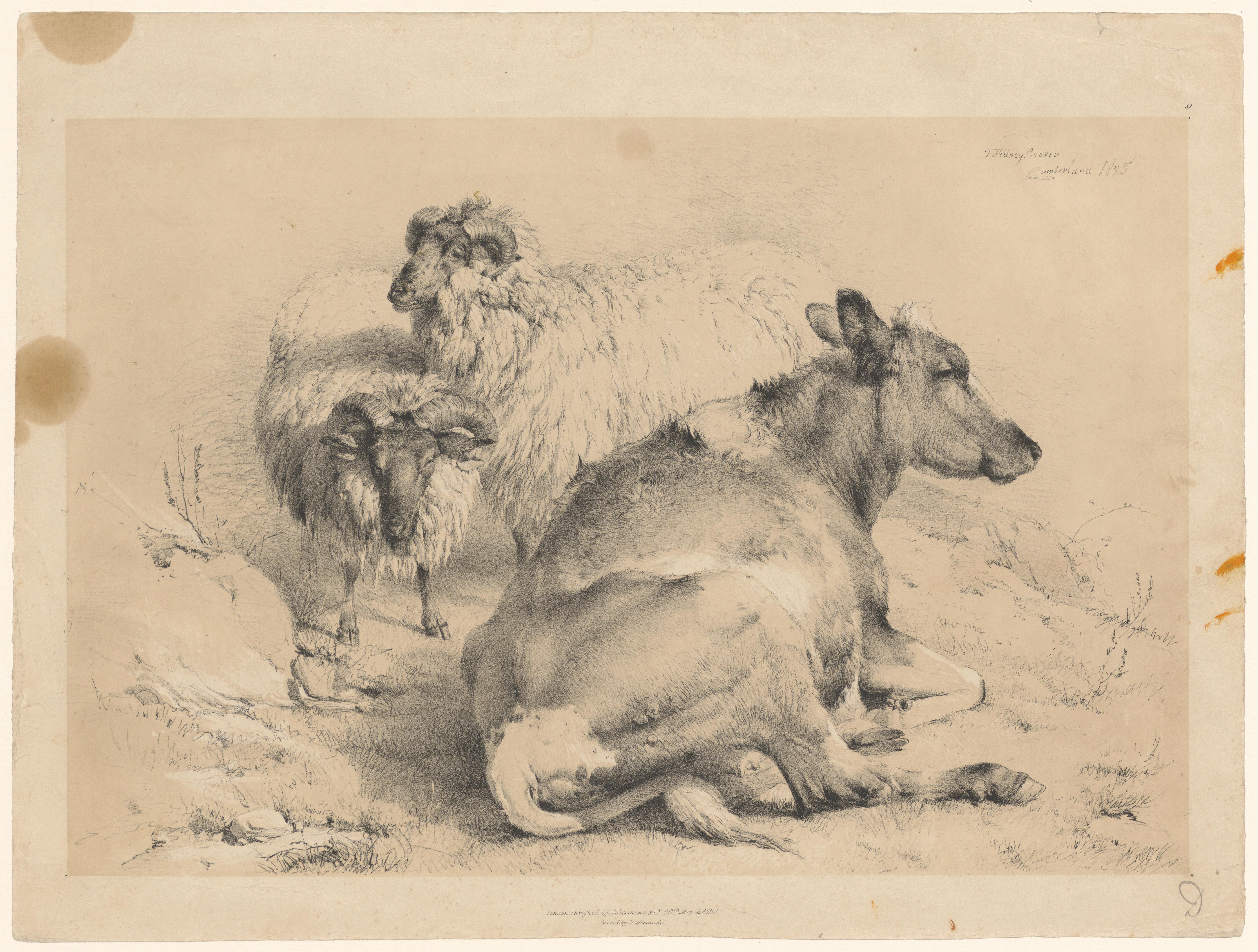 Twee schapen en een koe