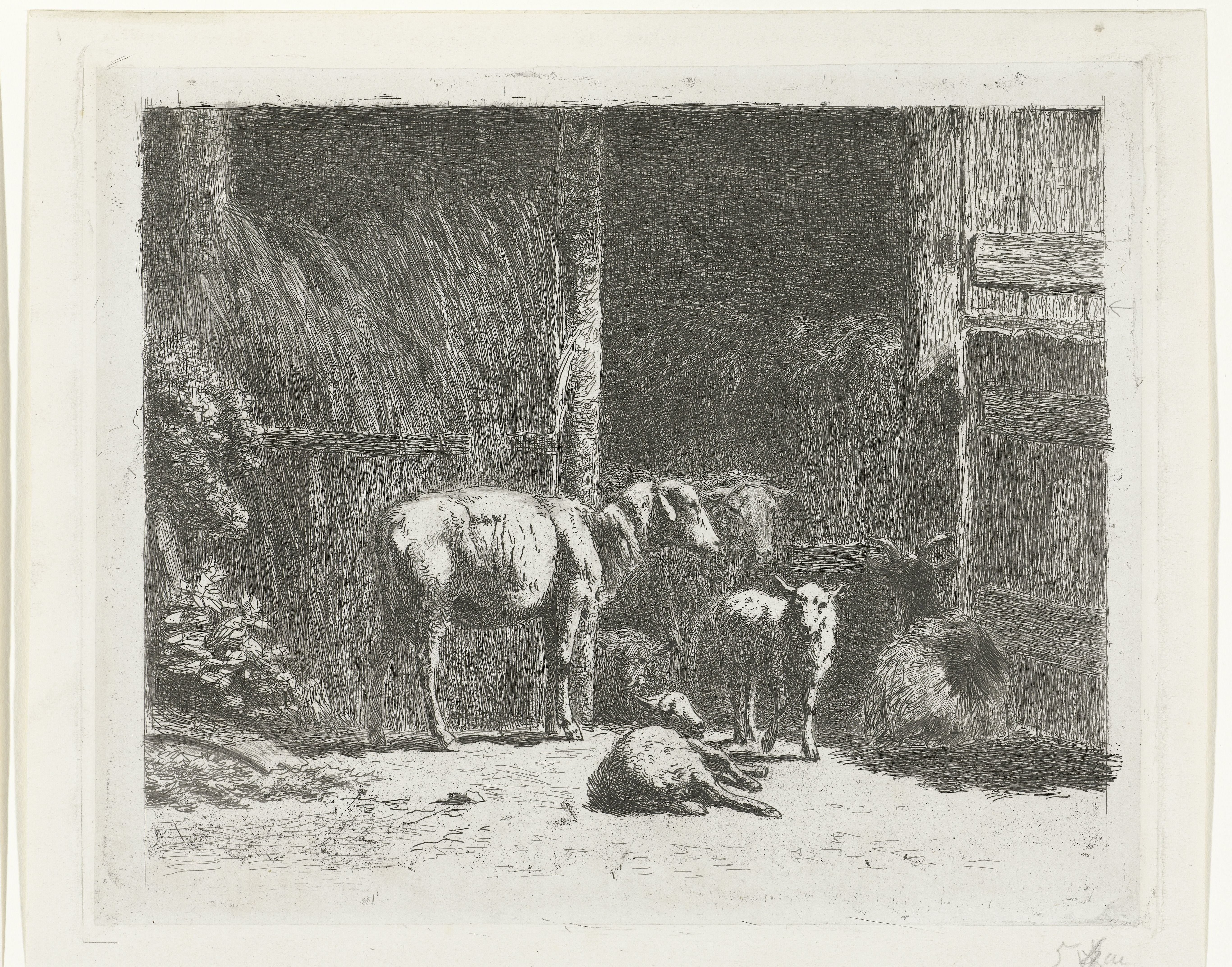 Schapen en lammeren en liggende bok bij stal