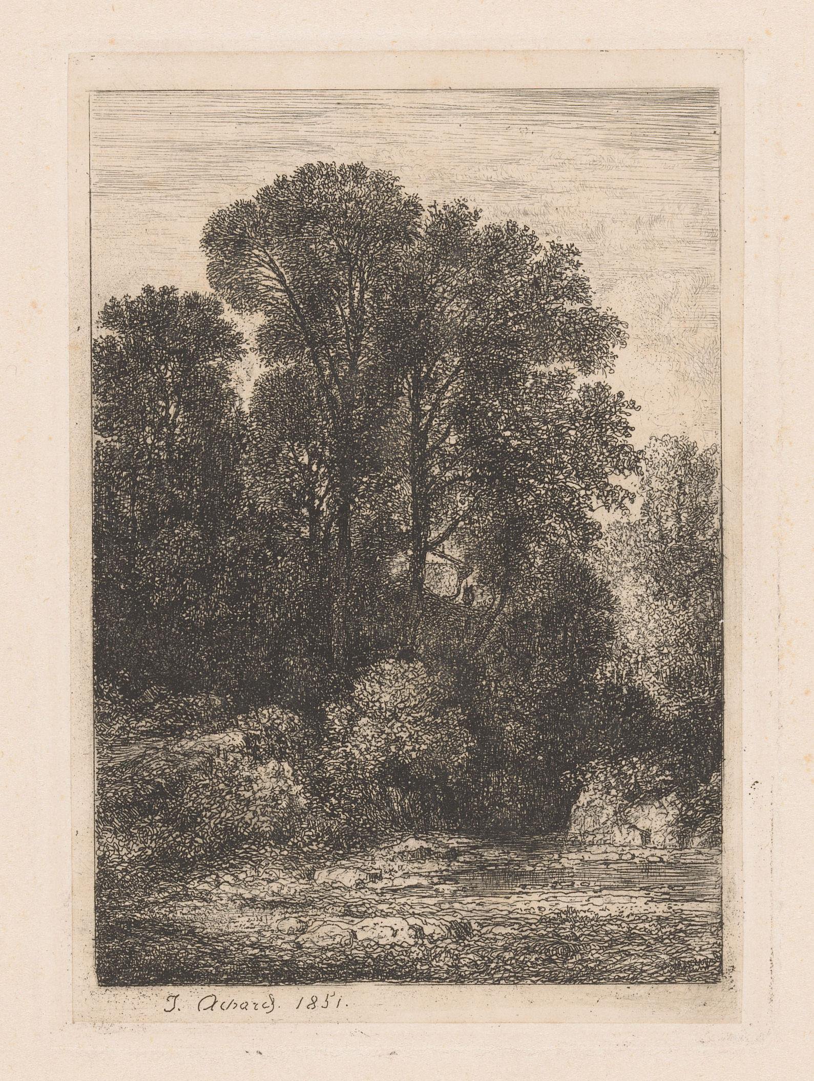 Bomen langs de oever van een beek