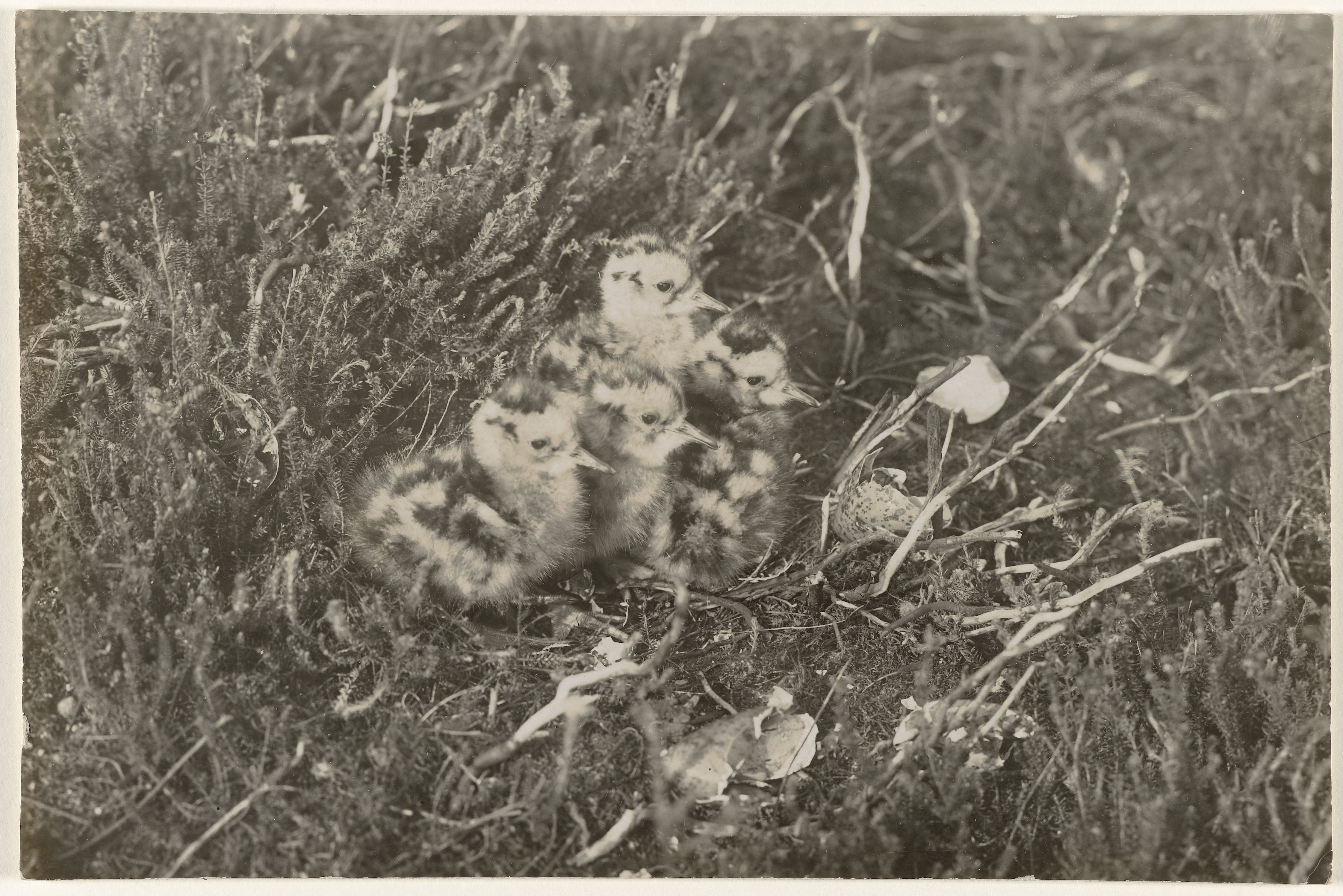 Jonge wulpen op de heide