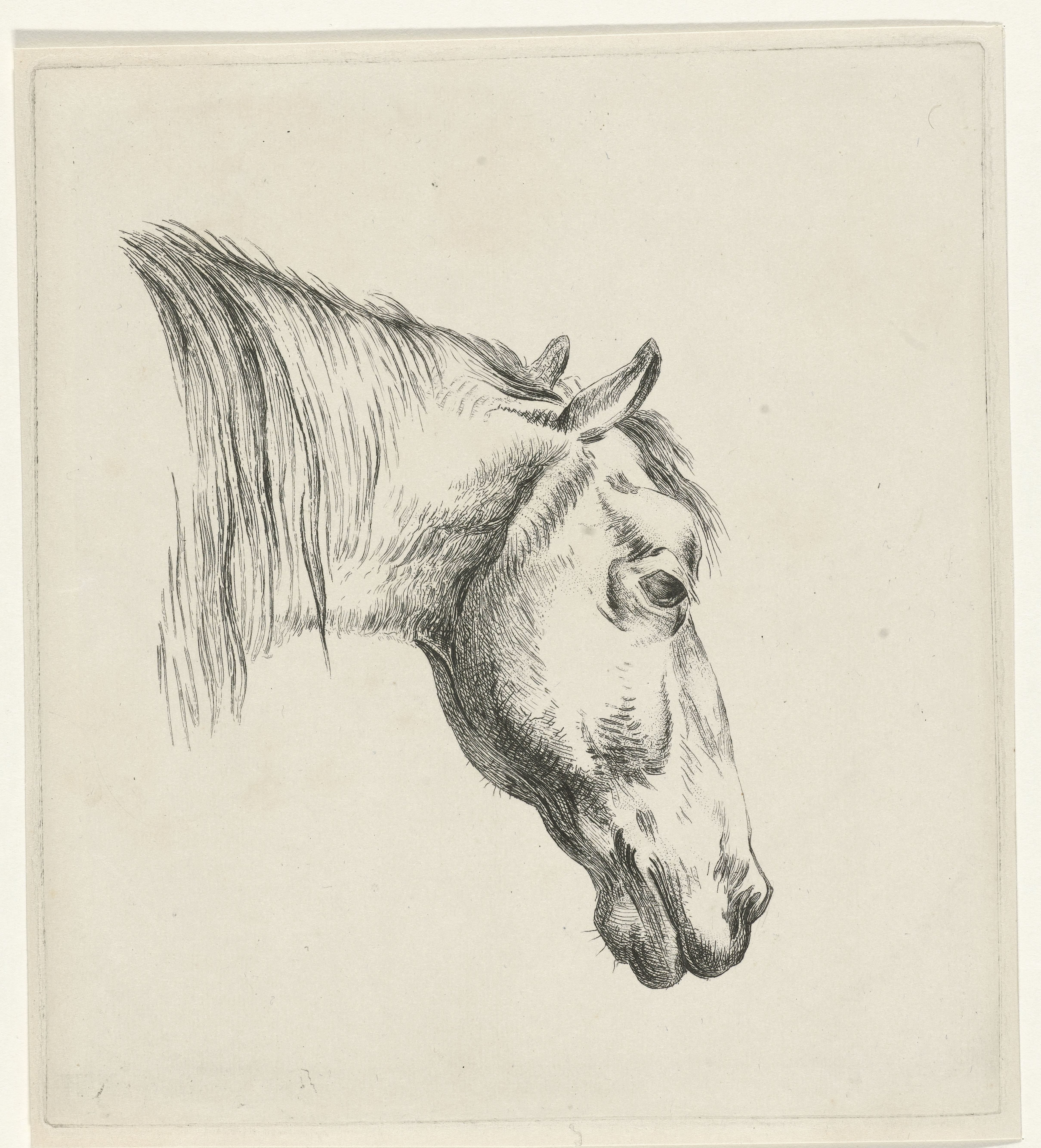 Hoofd van een paard
