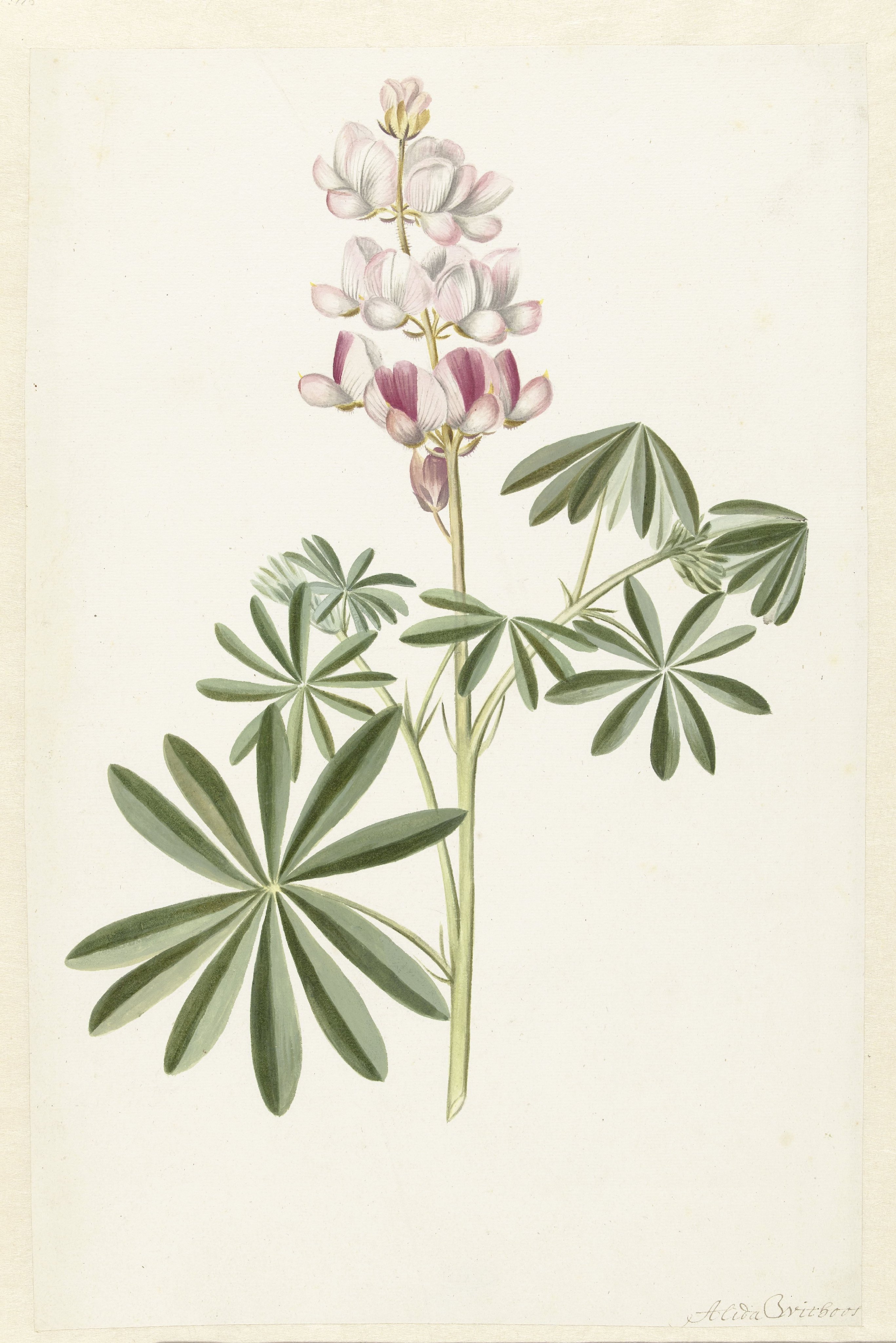Narrow-leaved Lupin (Lupinus angustifolius)