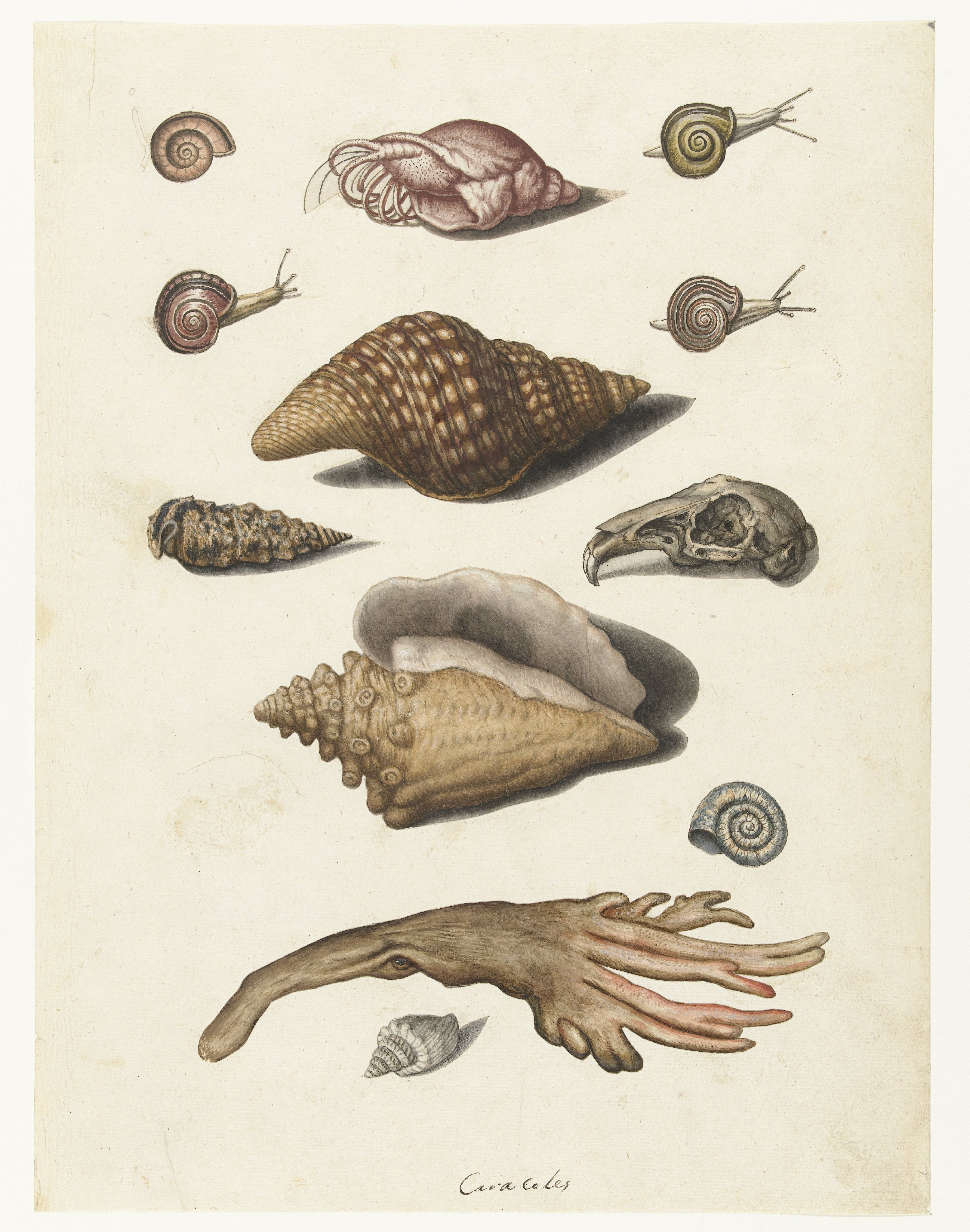 Schelpdieren, zeewier, slakken en konijnenschedel