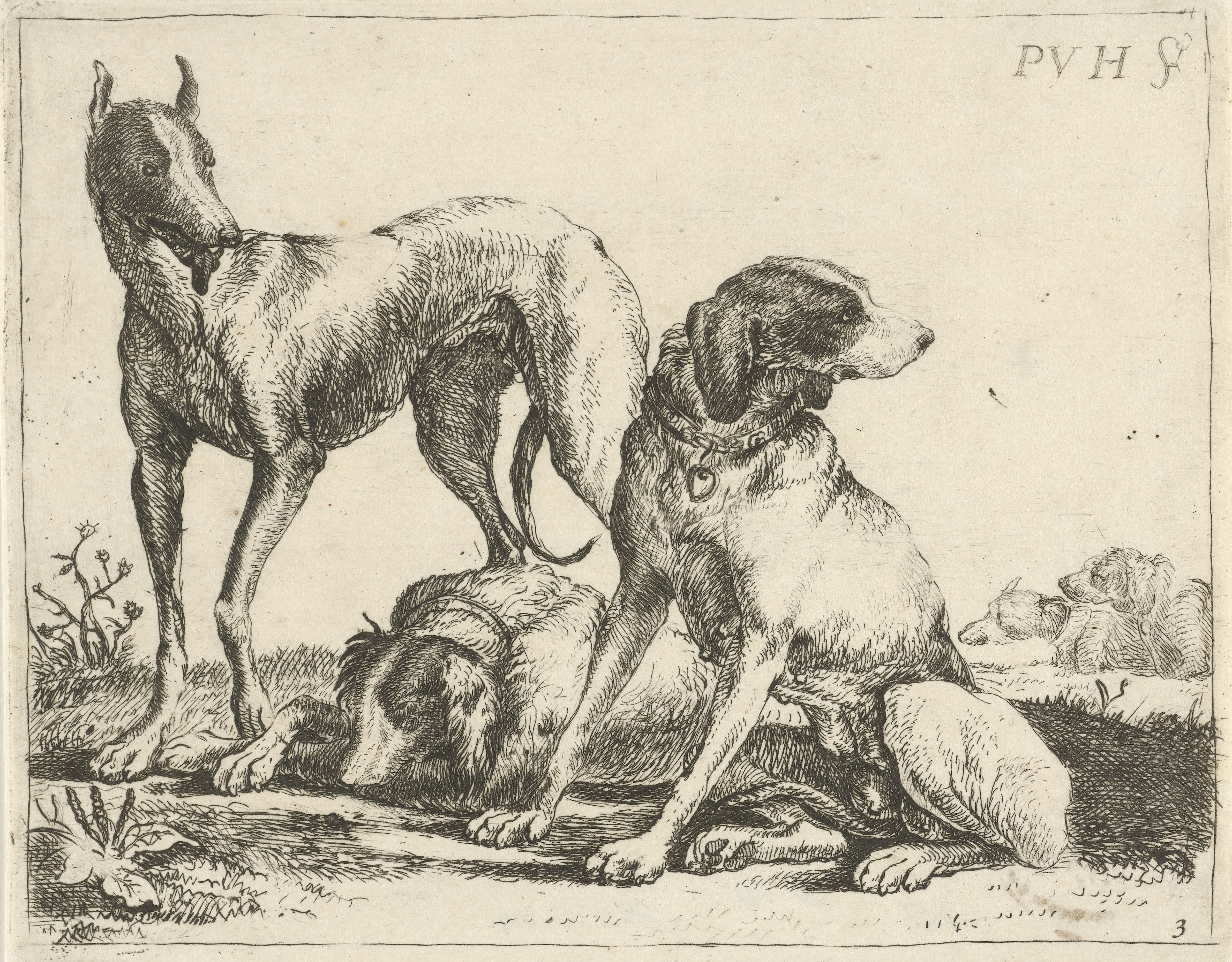 Drie honden