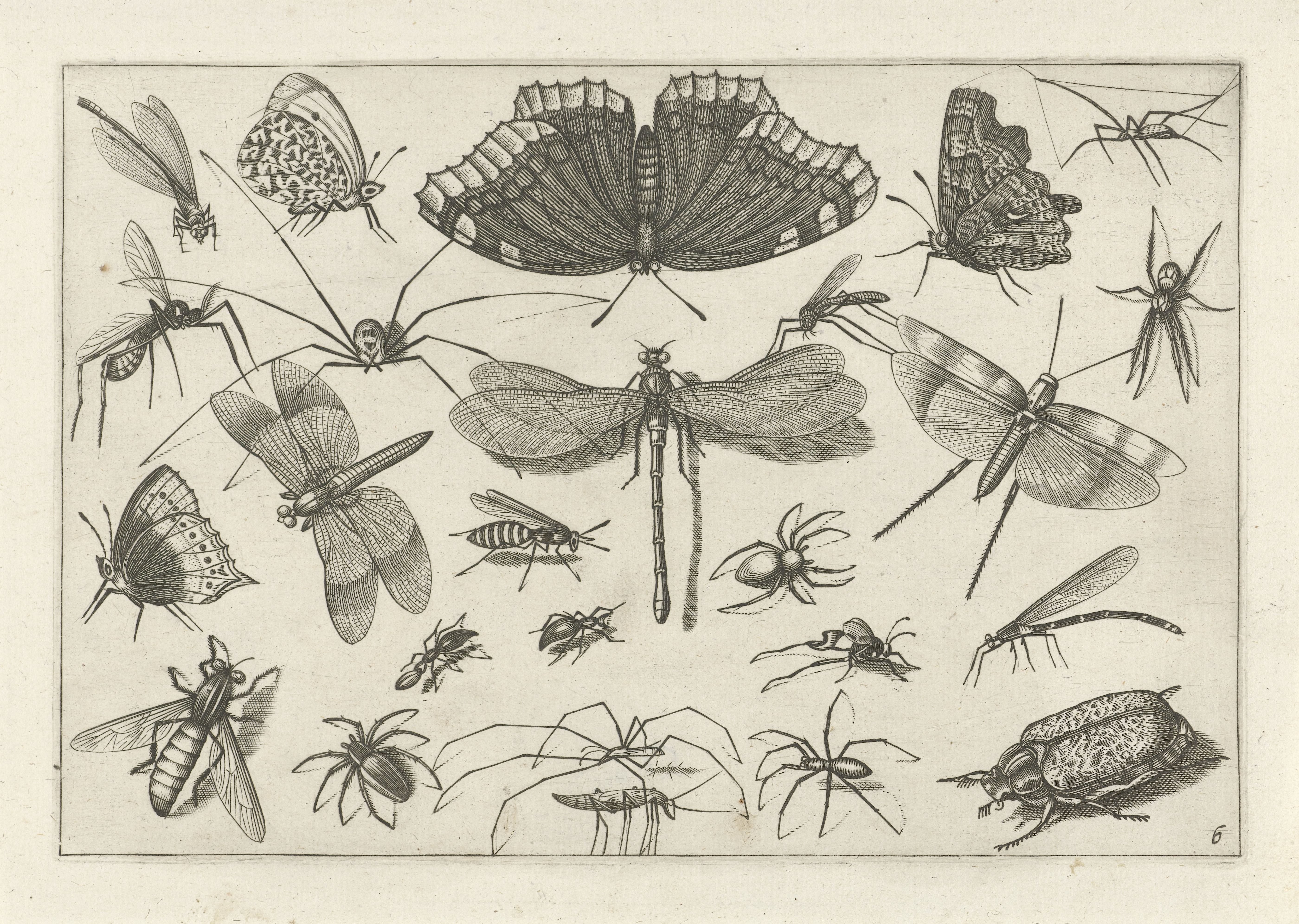 Insecten