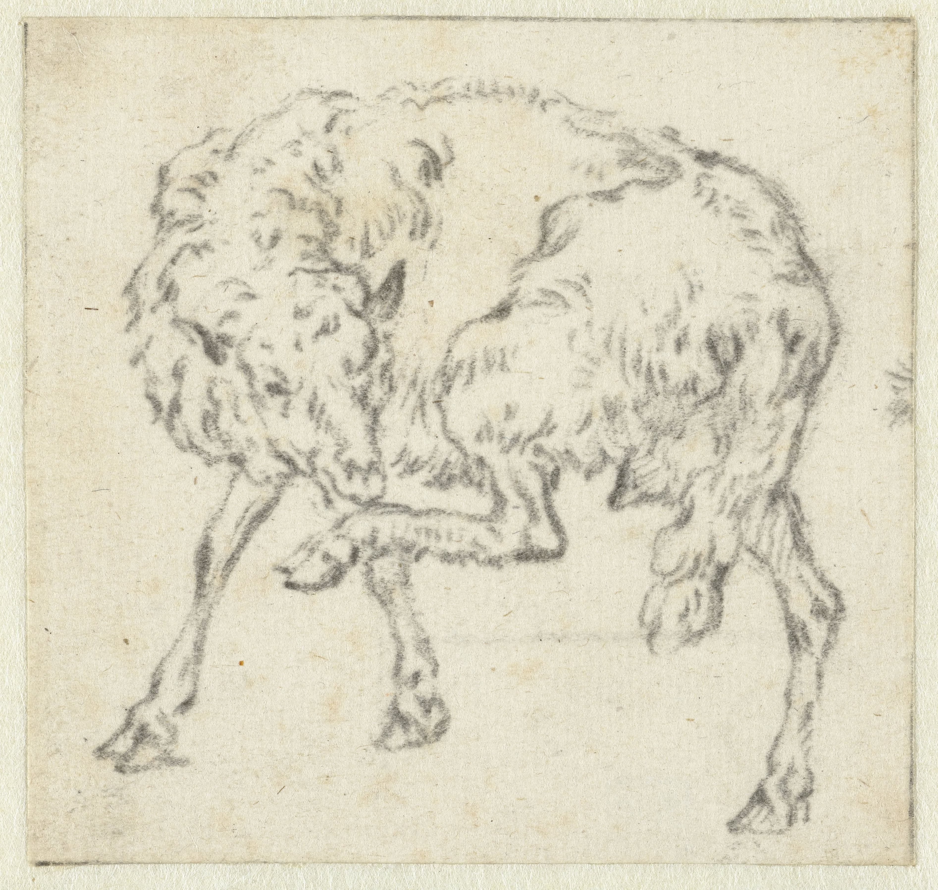 Sheep, Lifting its Left Hind Leg