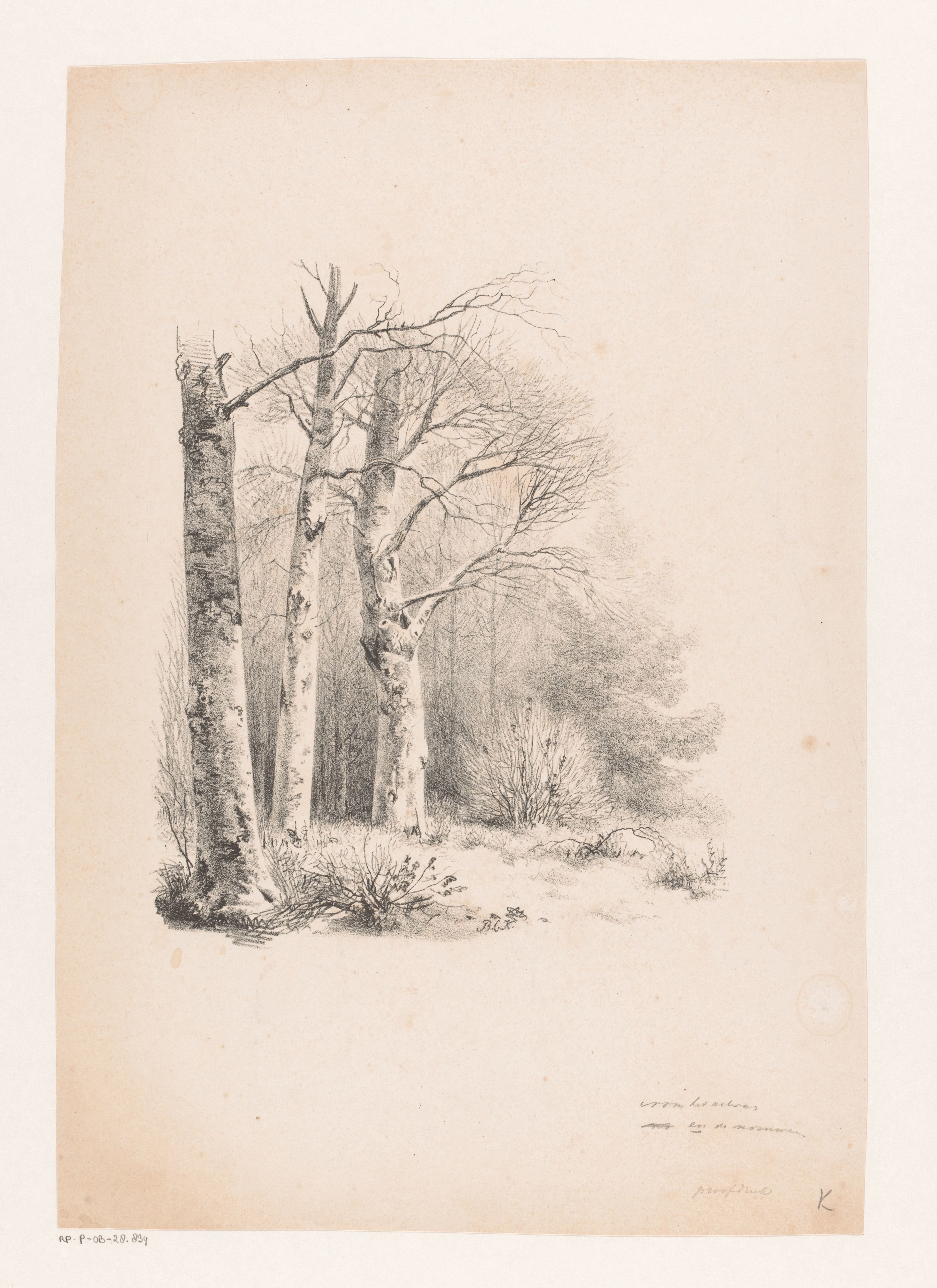 Drie bomen in een bos