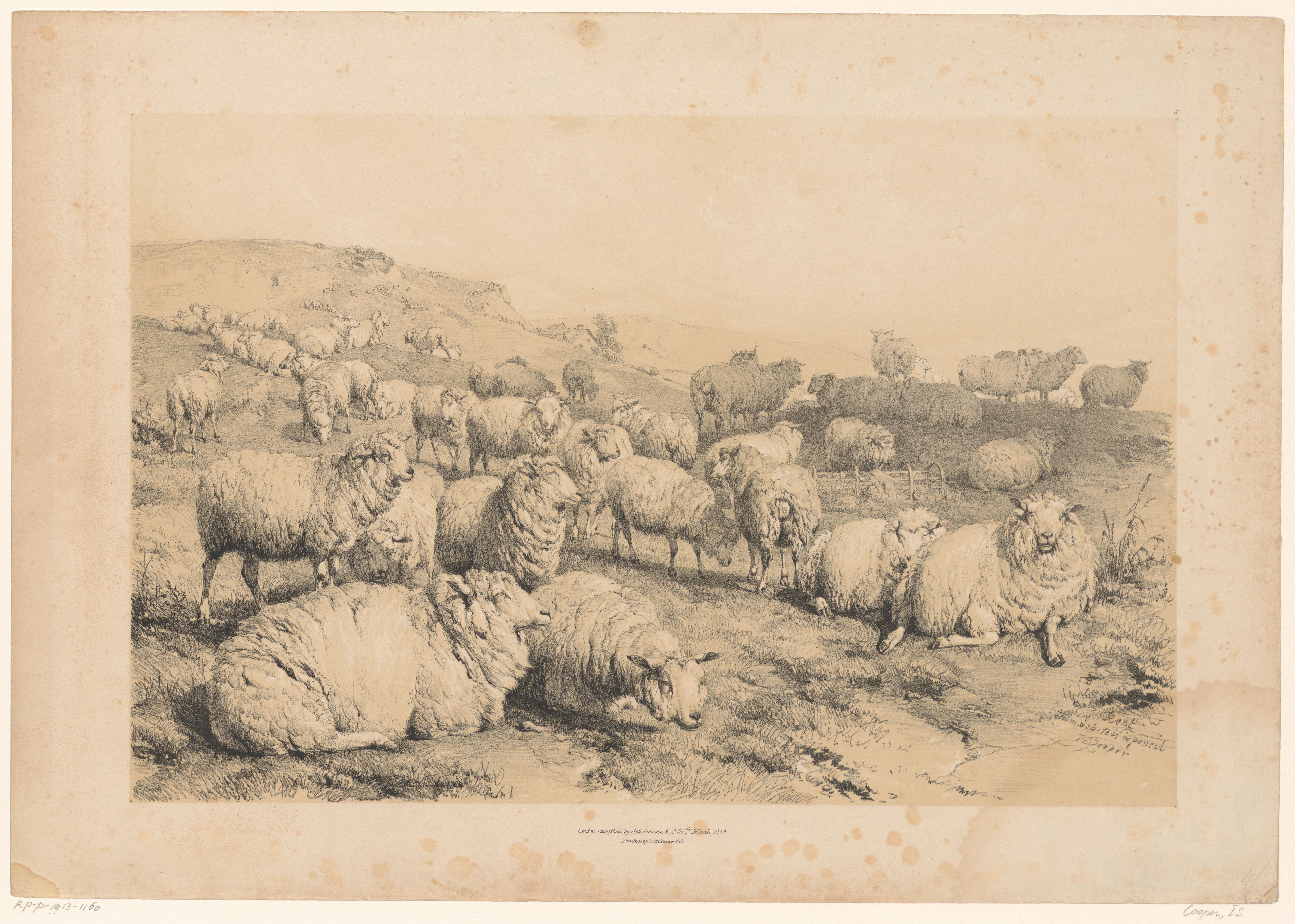 Kudde schapen