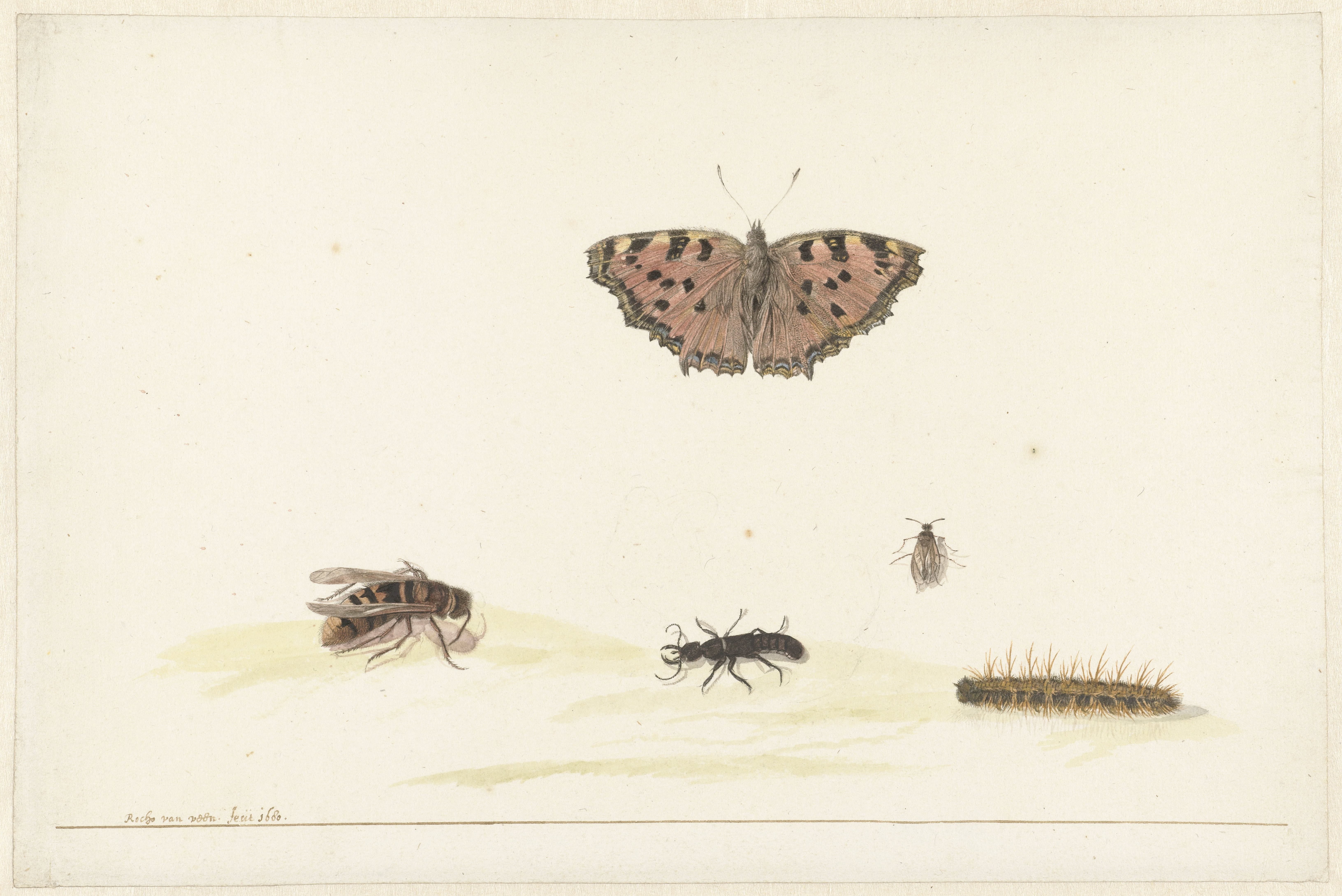 Studieblad met verschillende insecten