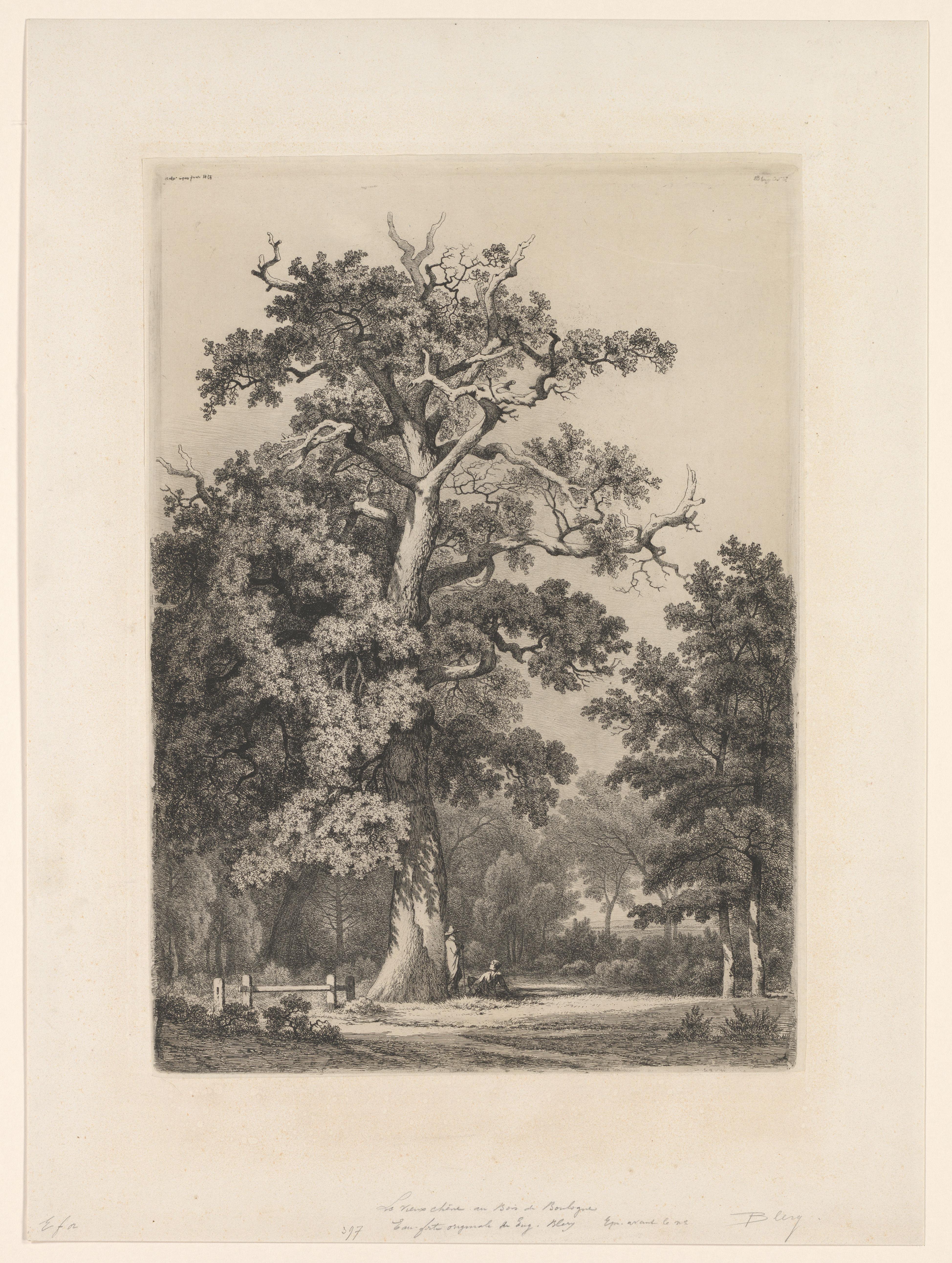 Grote eik in het Bois de Boulogne