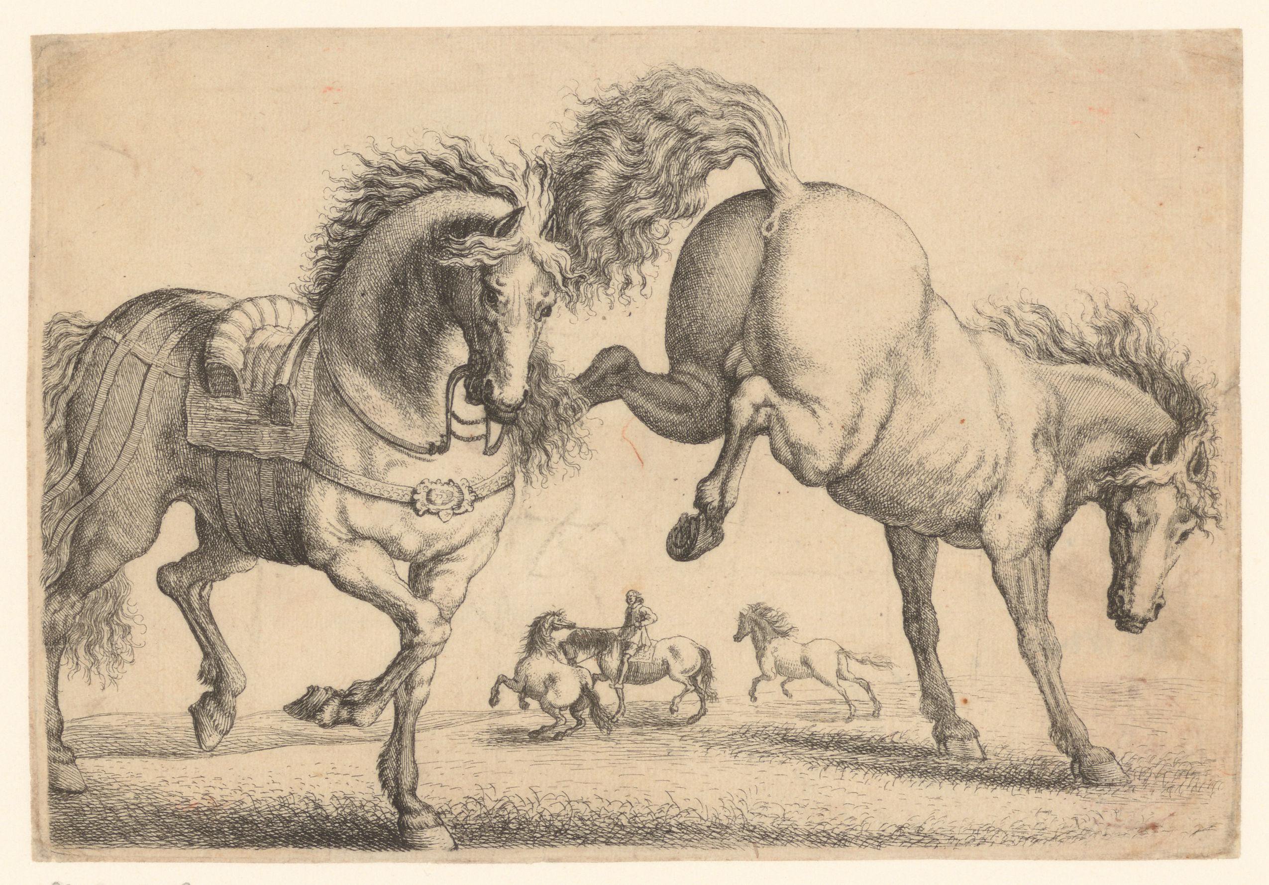 Gezadeld paard en paard zonder zadel
