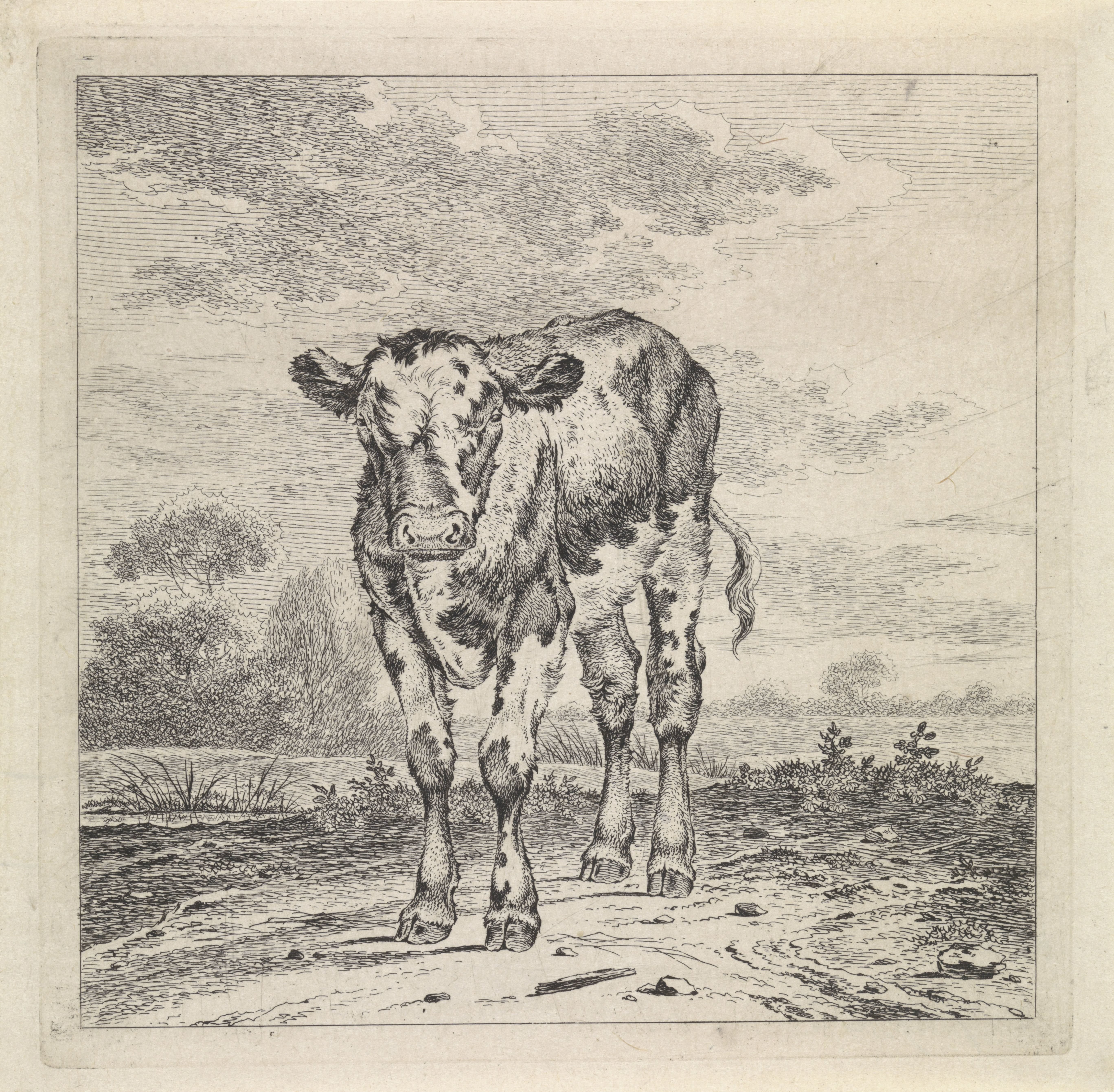Landschap met kalf