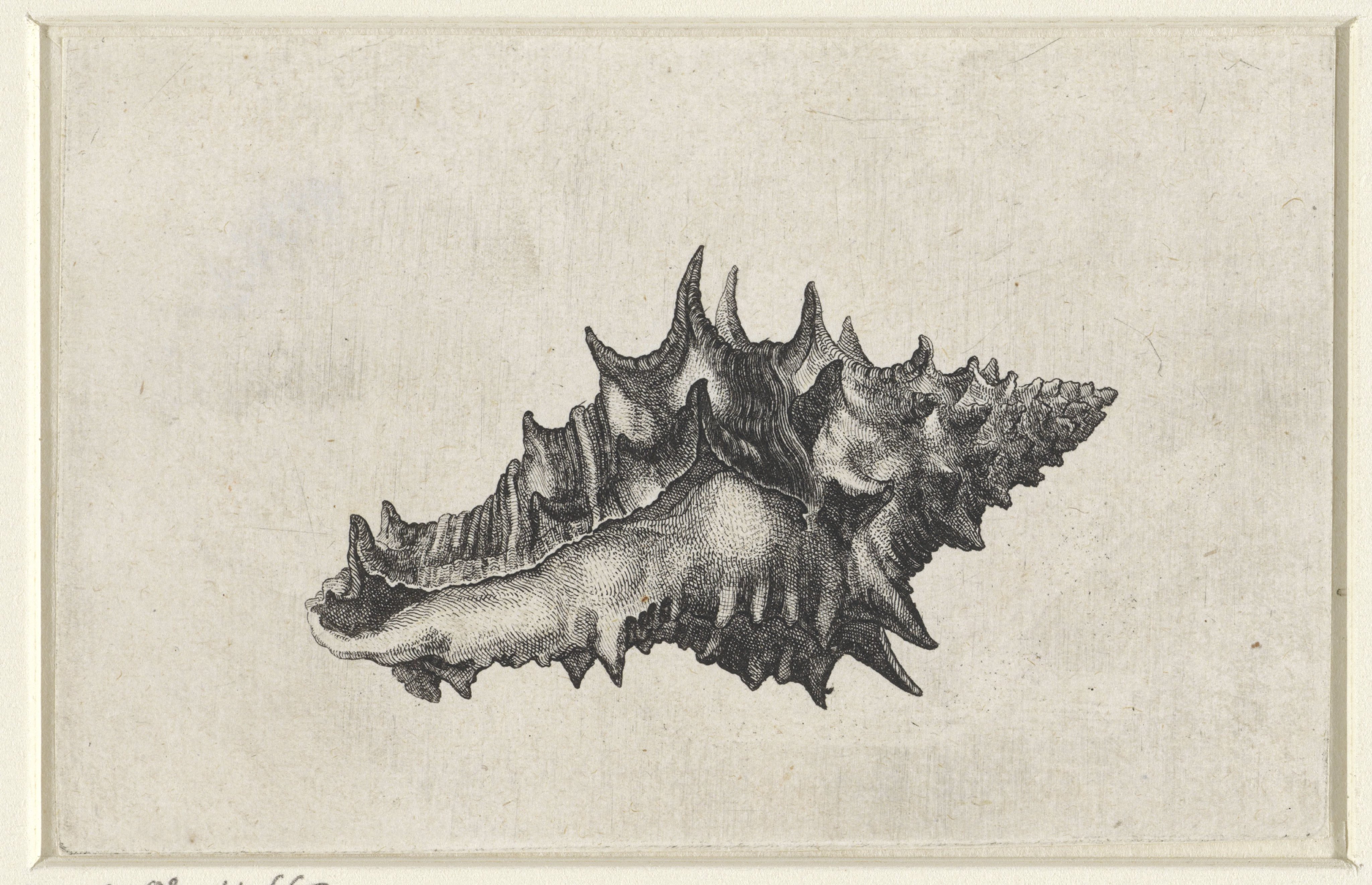 Schelp, vasum ceramicum